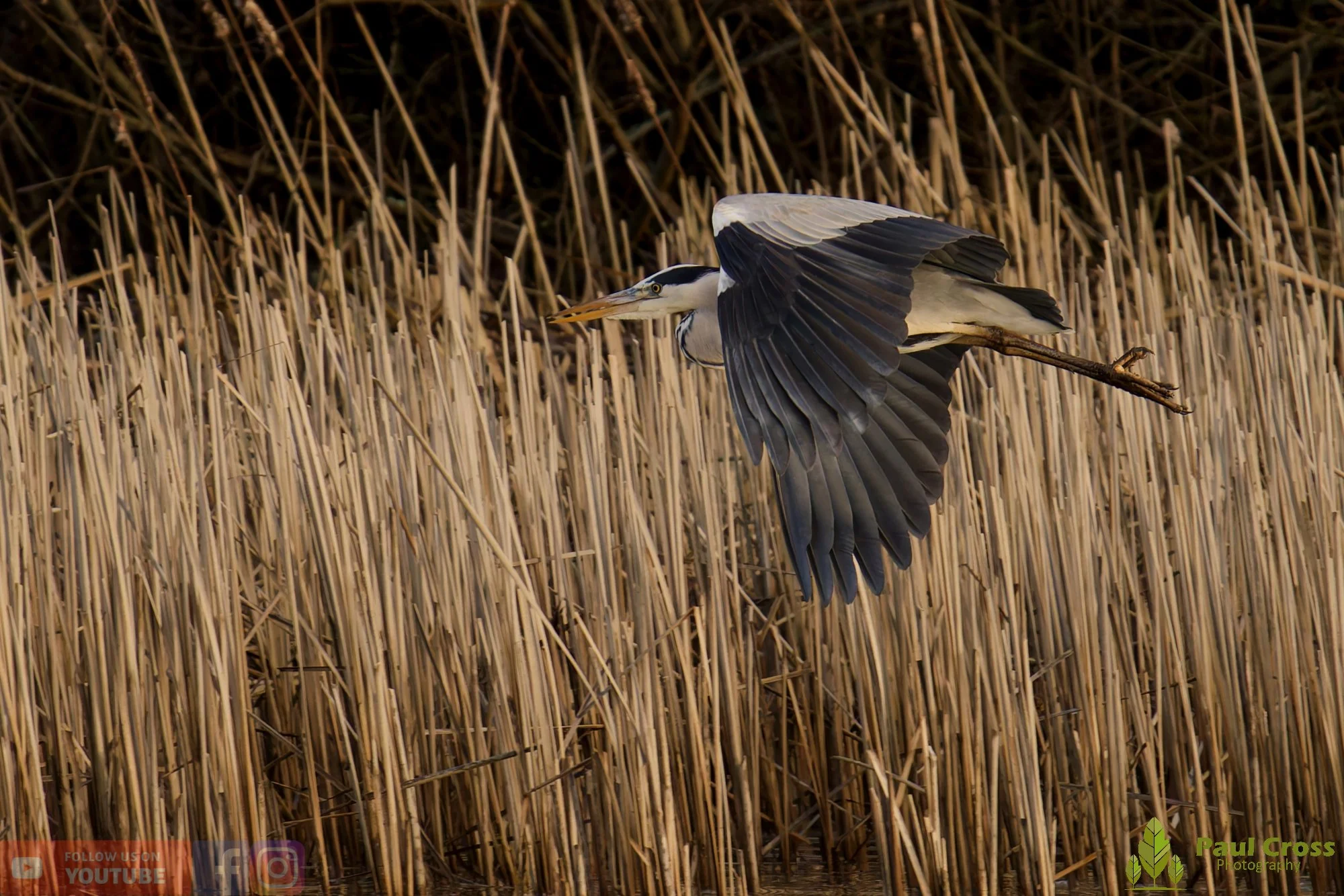Grey Heron-00668.jpg