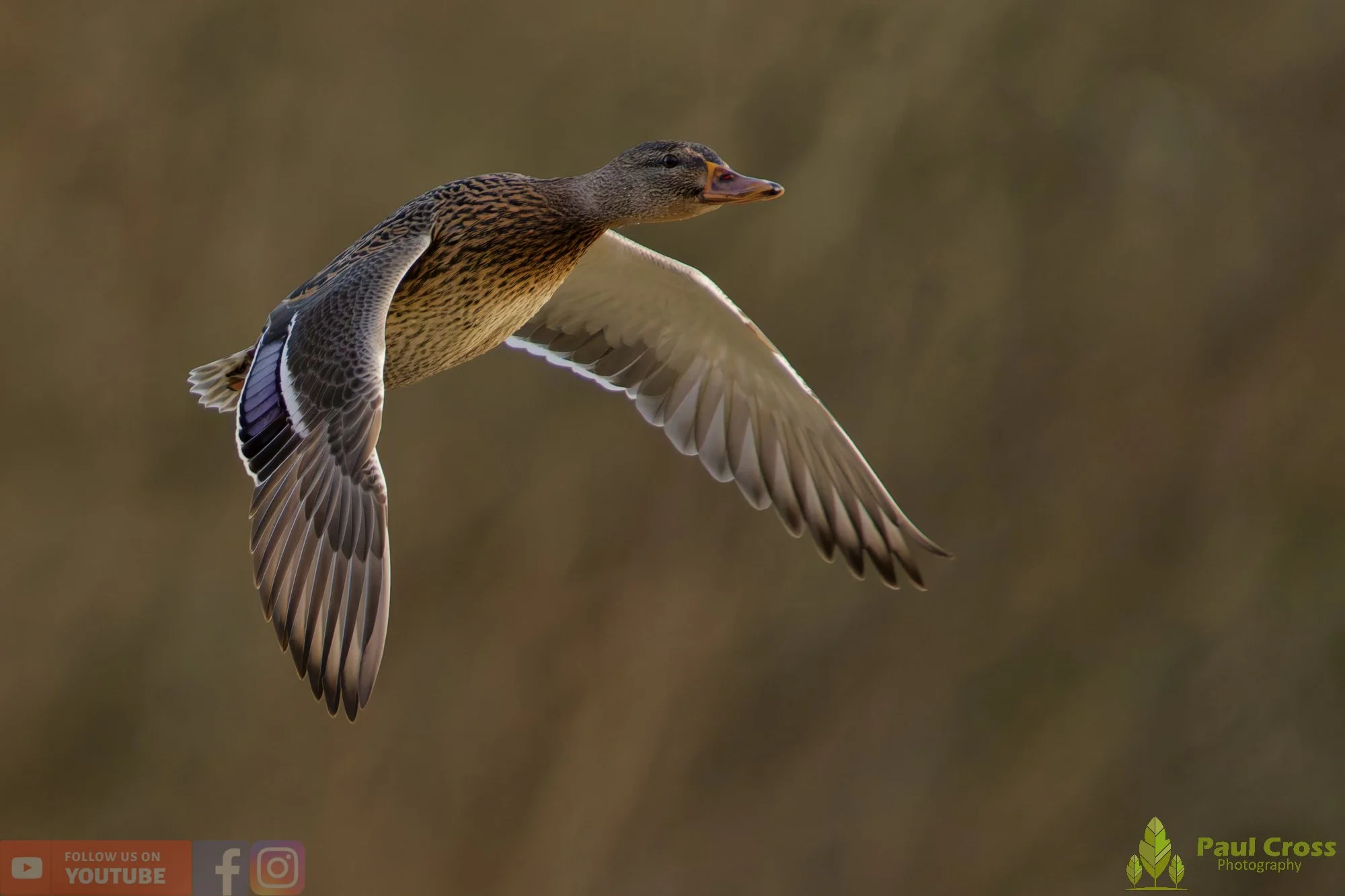 Mallard Duck-01191.jpg