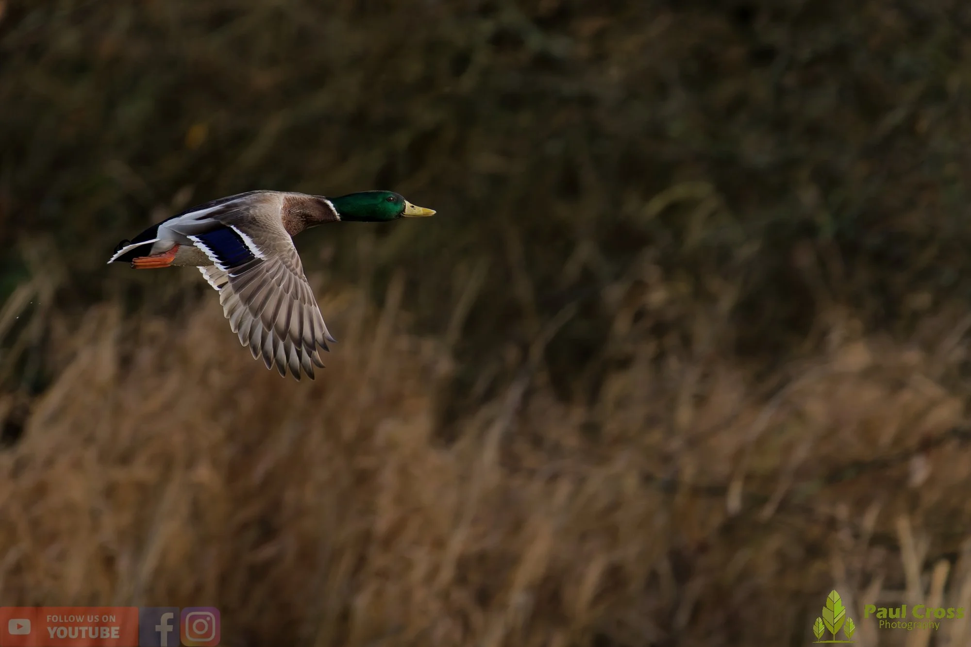 Mallard Duck-01192.jpg