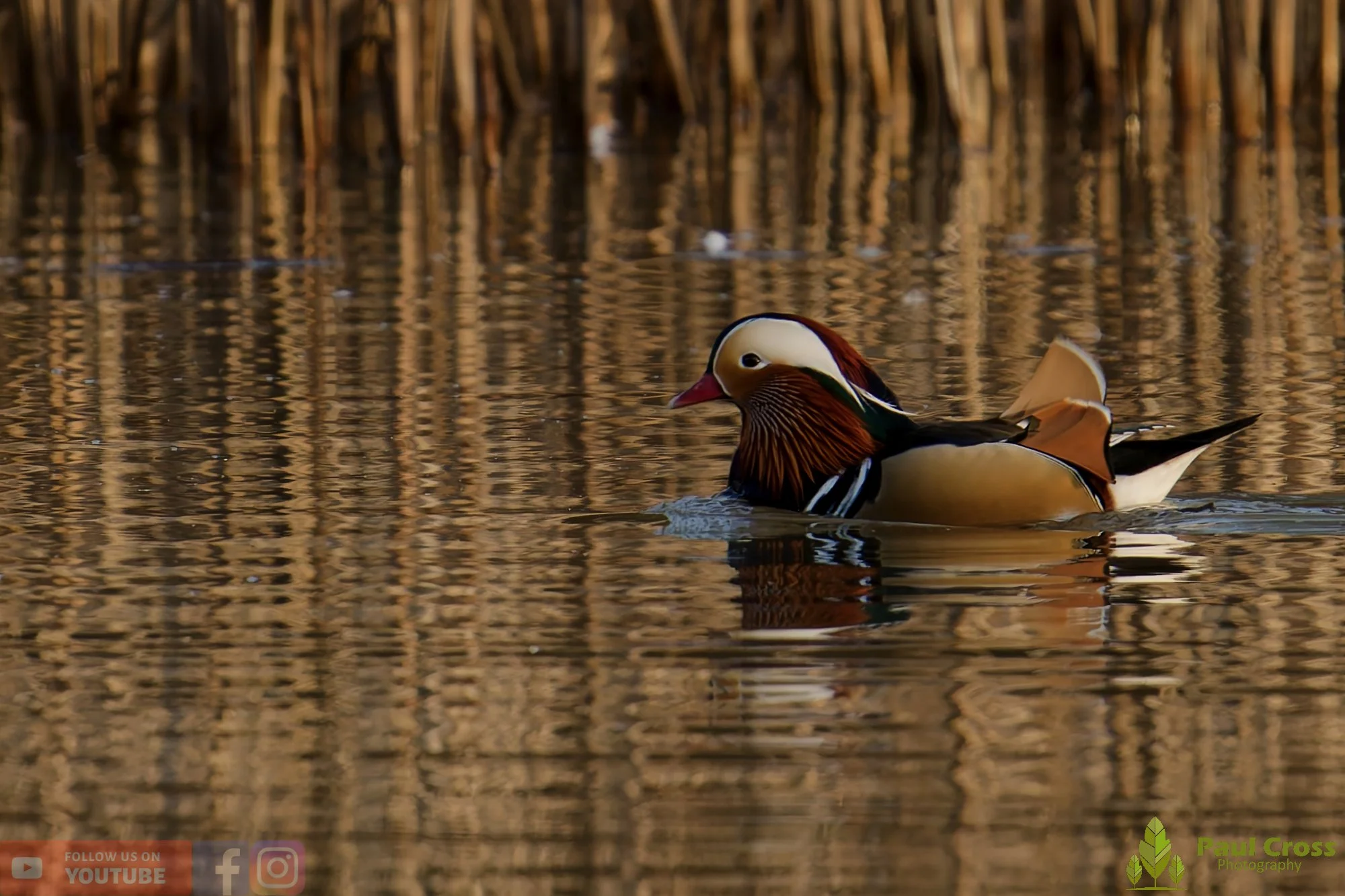 Mandarin Duck-00105.jpg