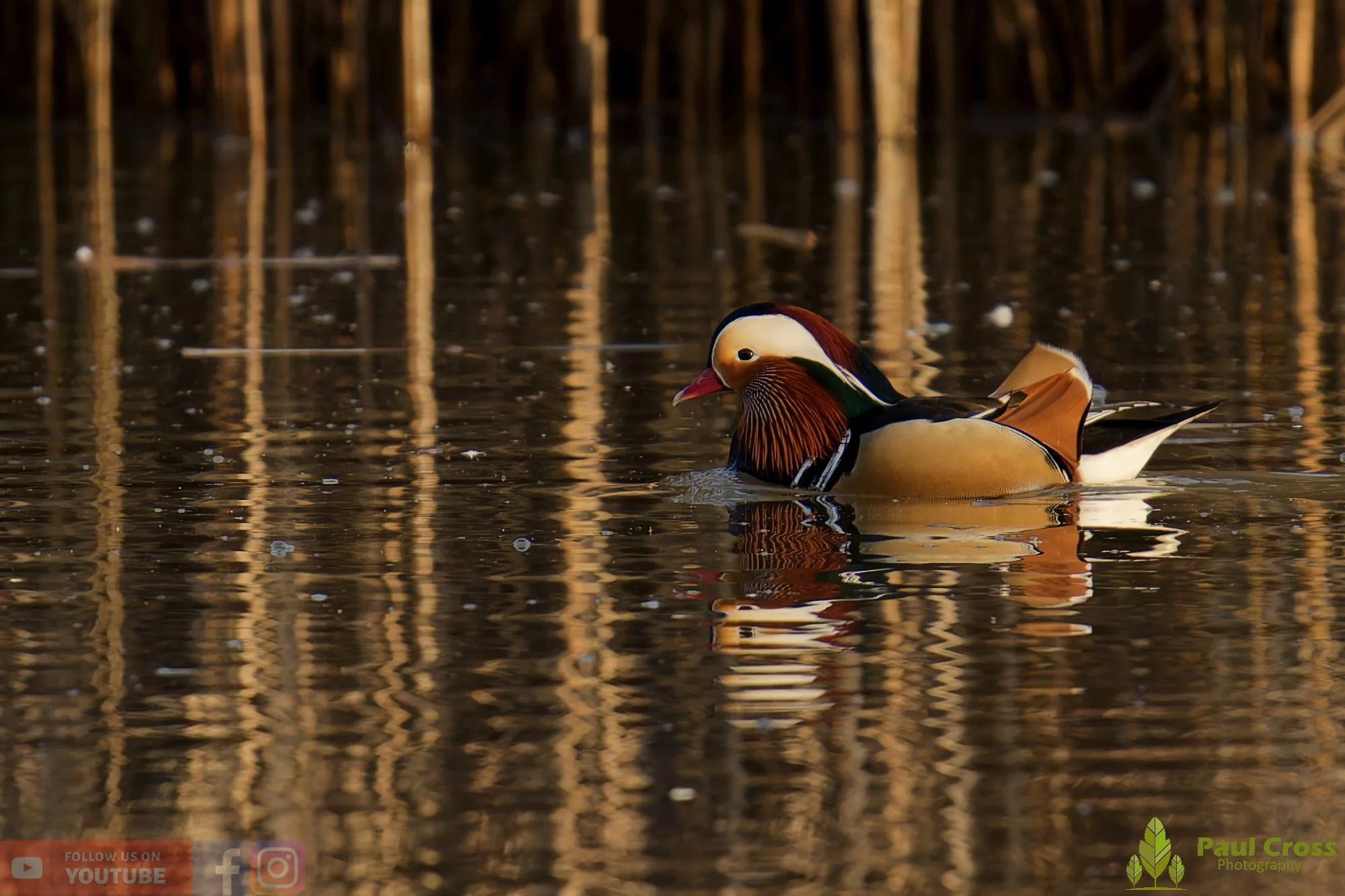 Mandarin Duck-00107.jpg