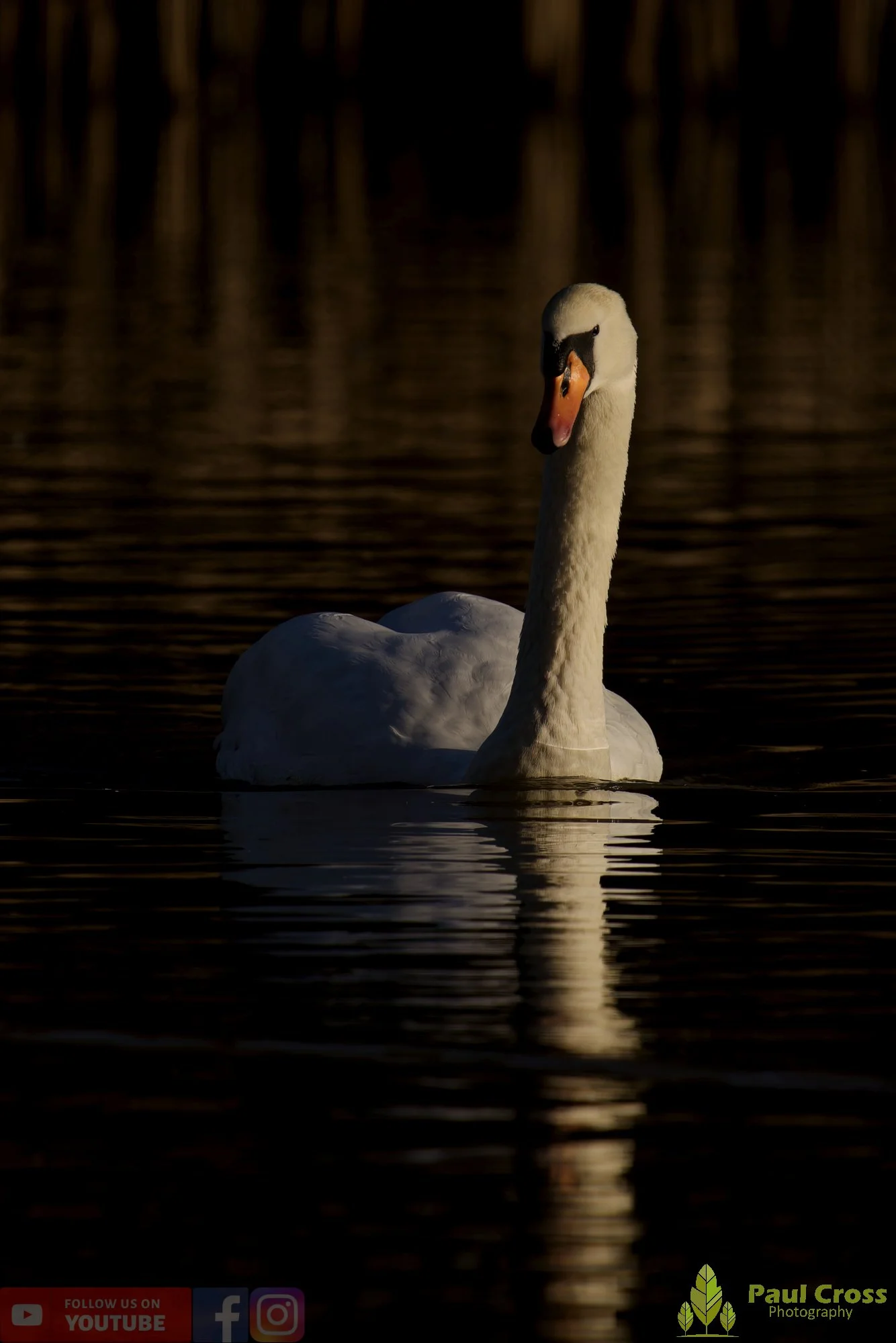 Mute Swan-00270.jpg