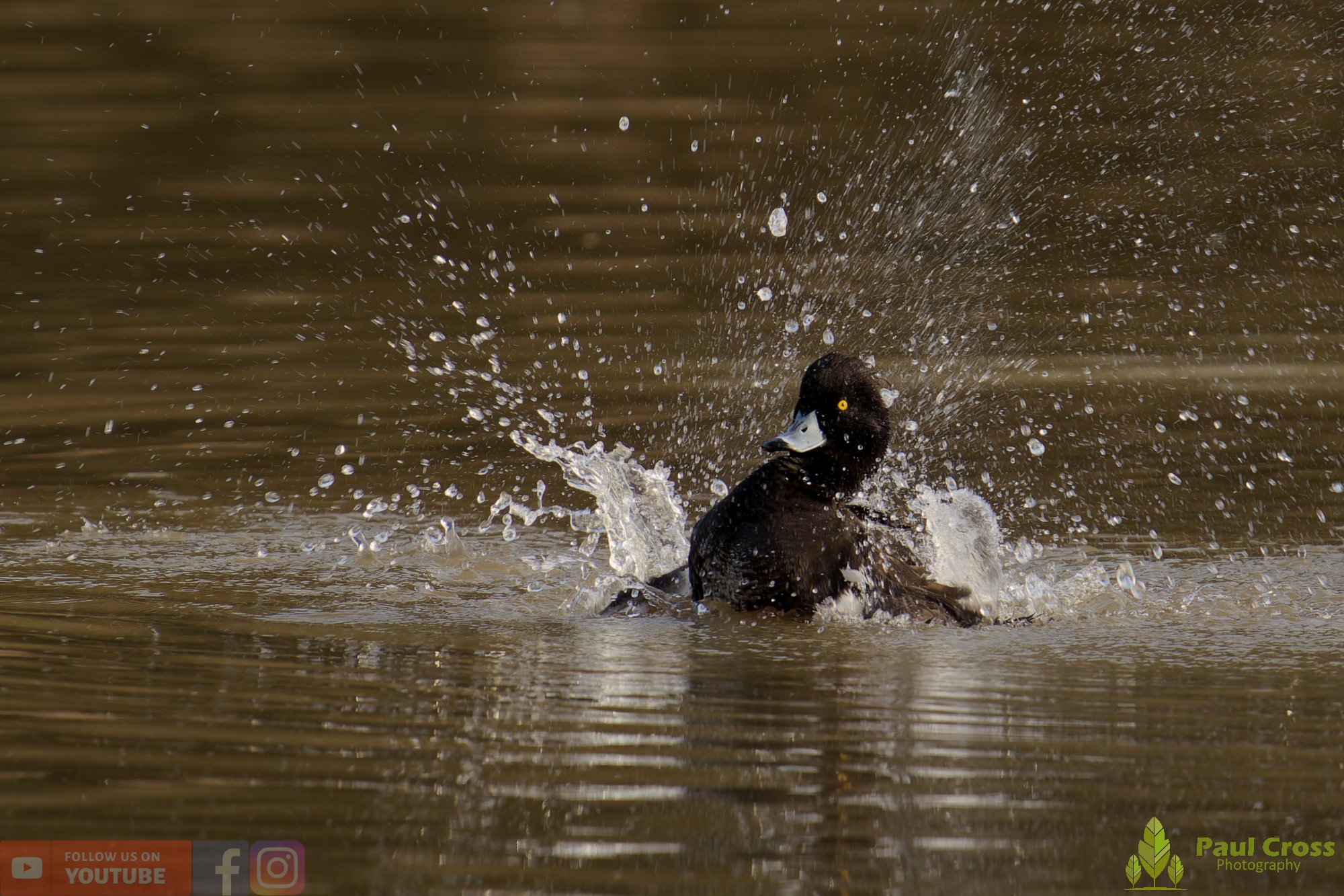 Tufted Duck-00236.jpg
