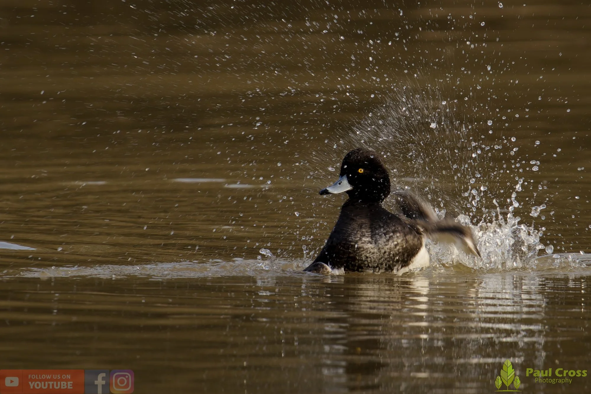 Tufted Duck-00237.jpg