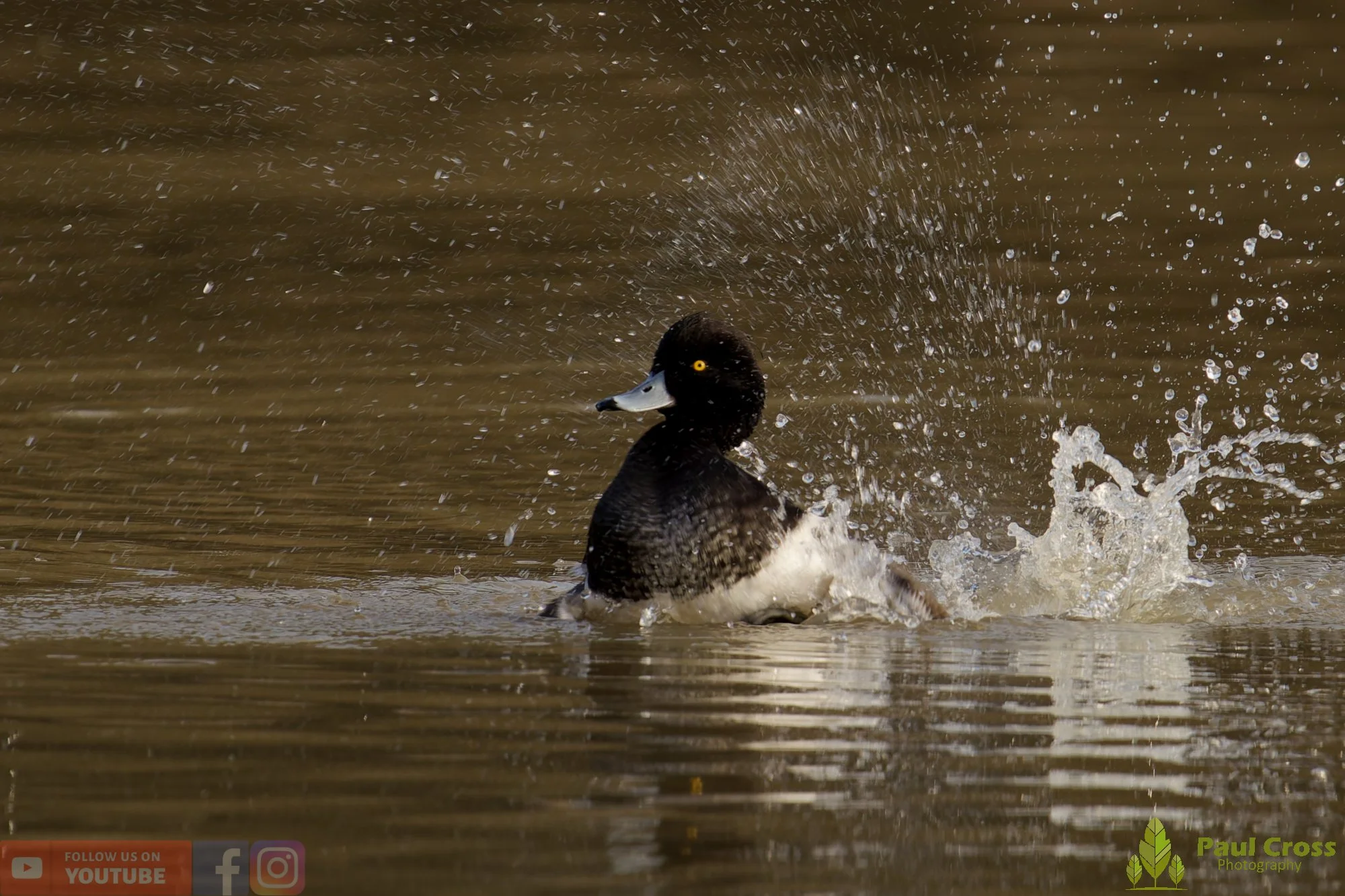 Tufted Duck-00238.jpg