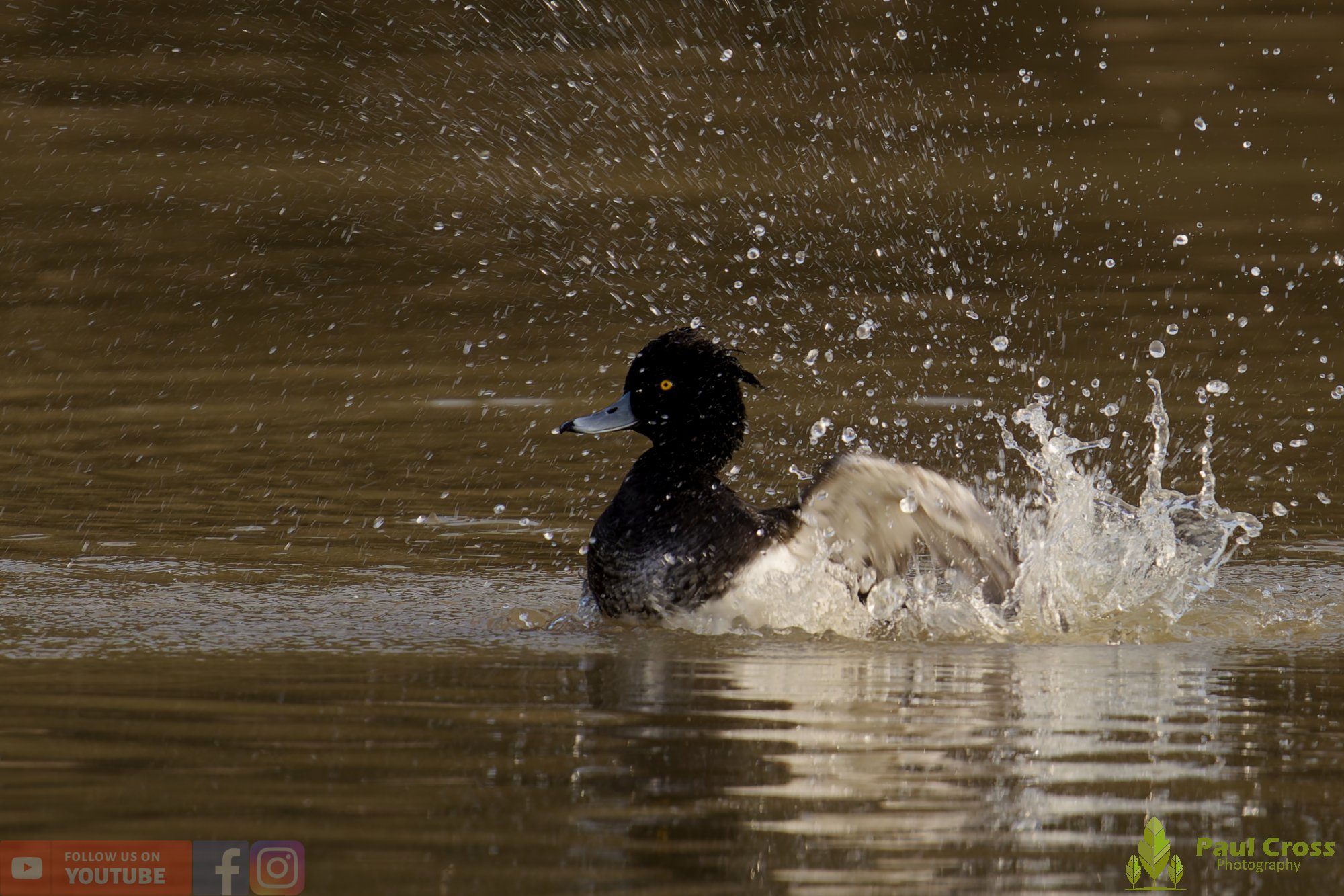 Tufted Duck-00239.jpg
