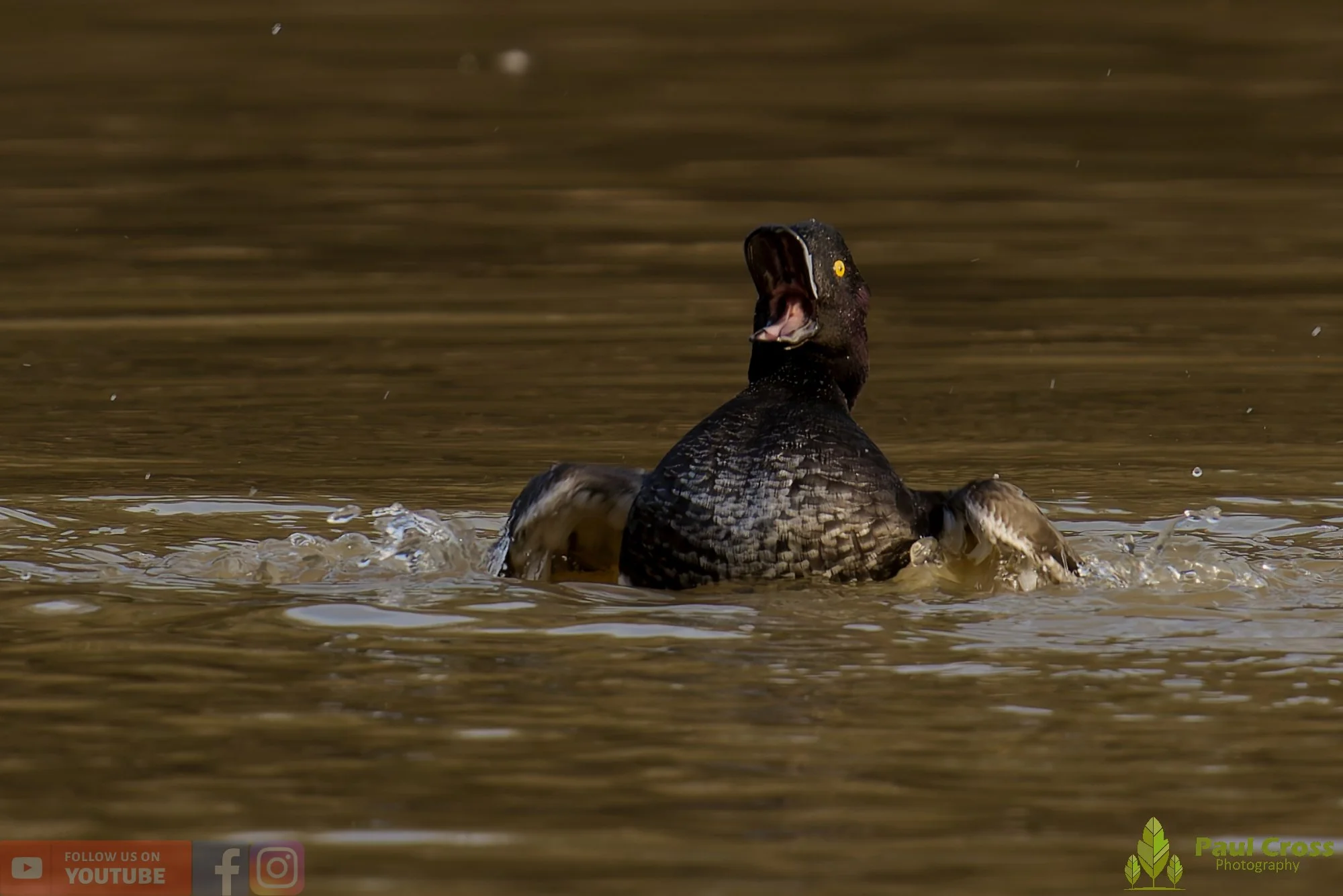 Tufted Duck-00240.jpg