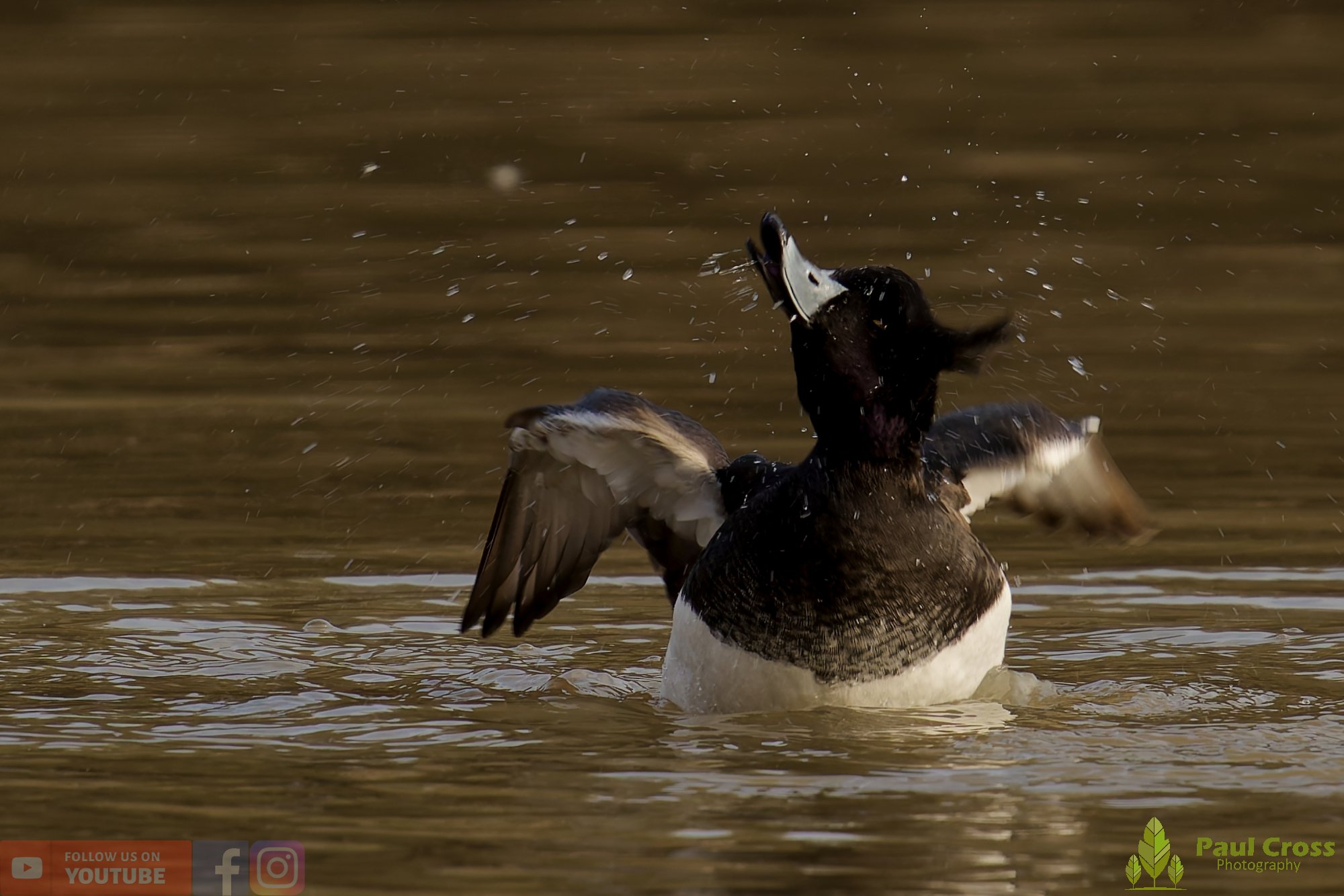 Tufted Duck-00241.jpg