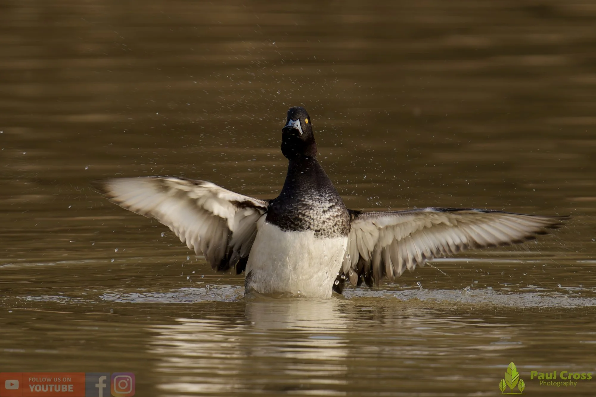 Tufted Duck-00242.jpg