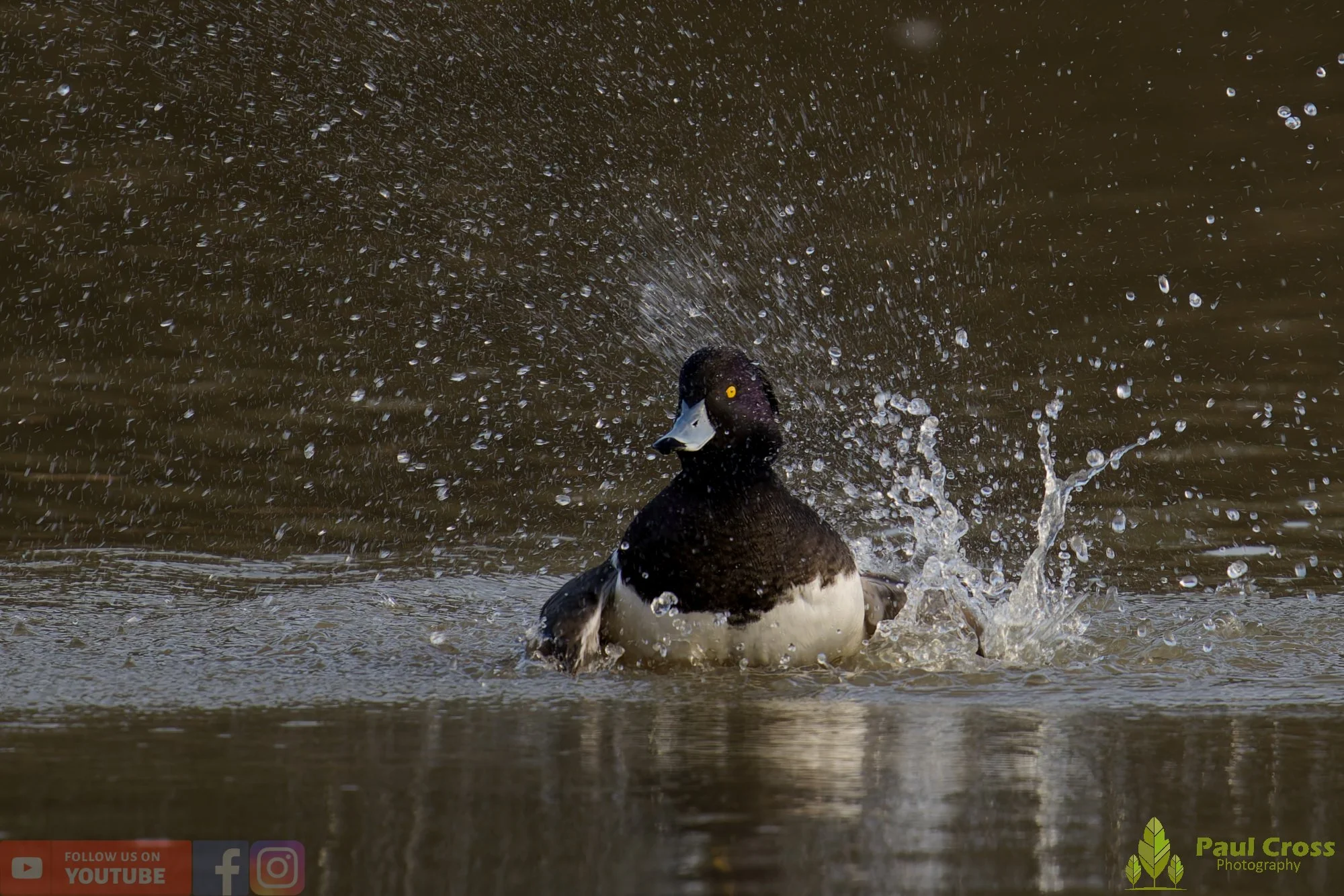 Tufted Duck-00243.jpg
