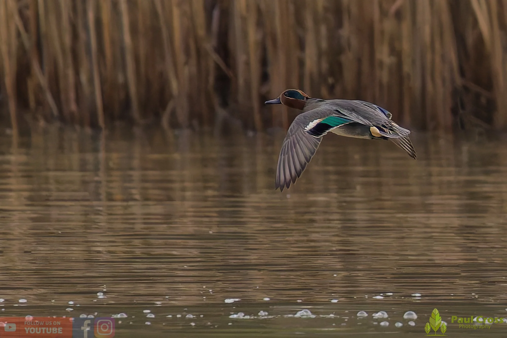 Common Teal-00042.jpg