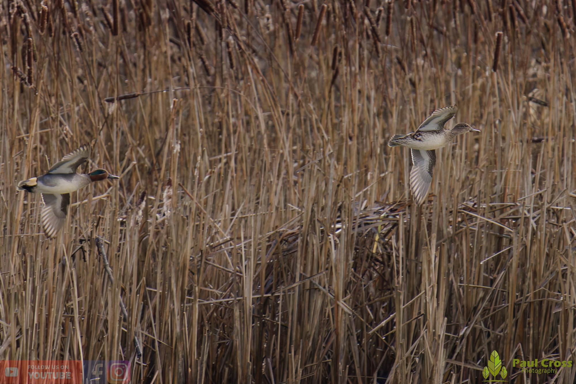Common Teal-00043.jpg