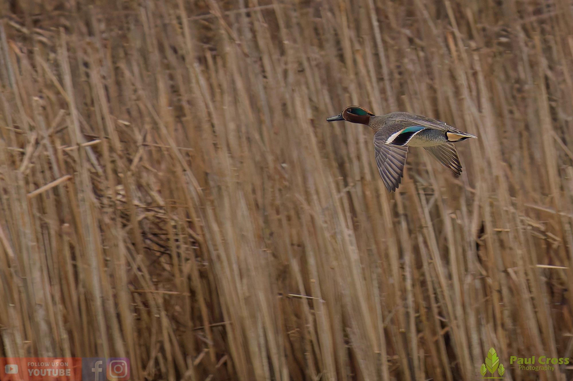Common Teal-00046.jpg