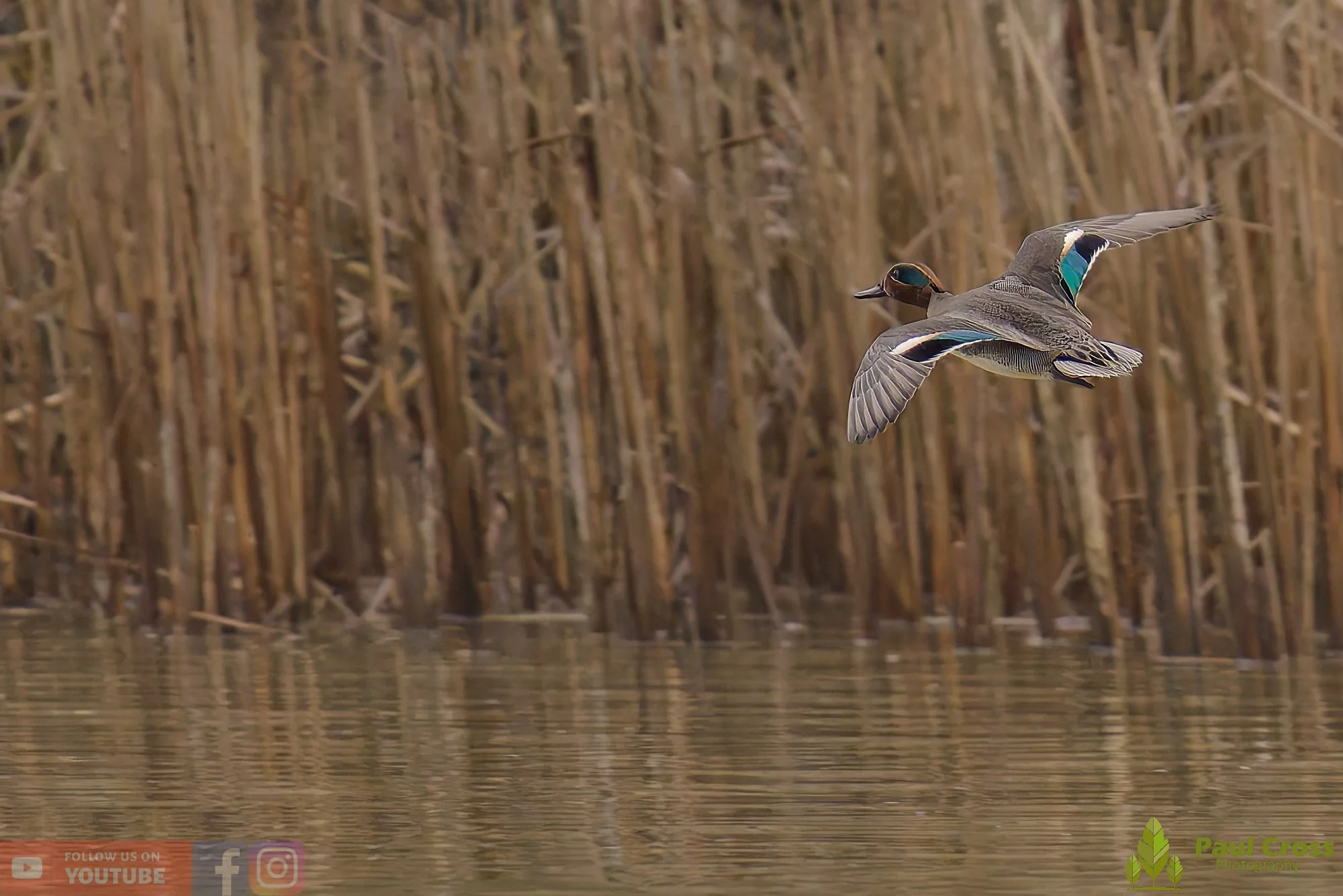 Common Teal-00047.jpg