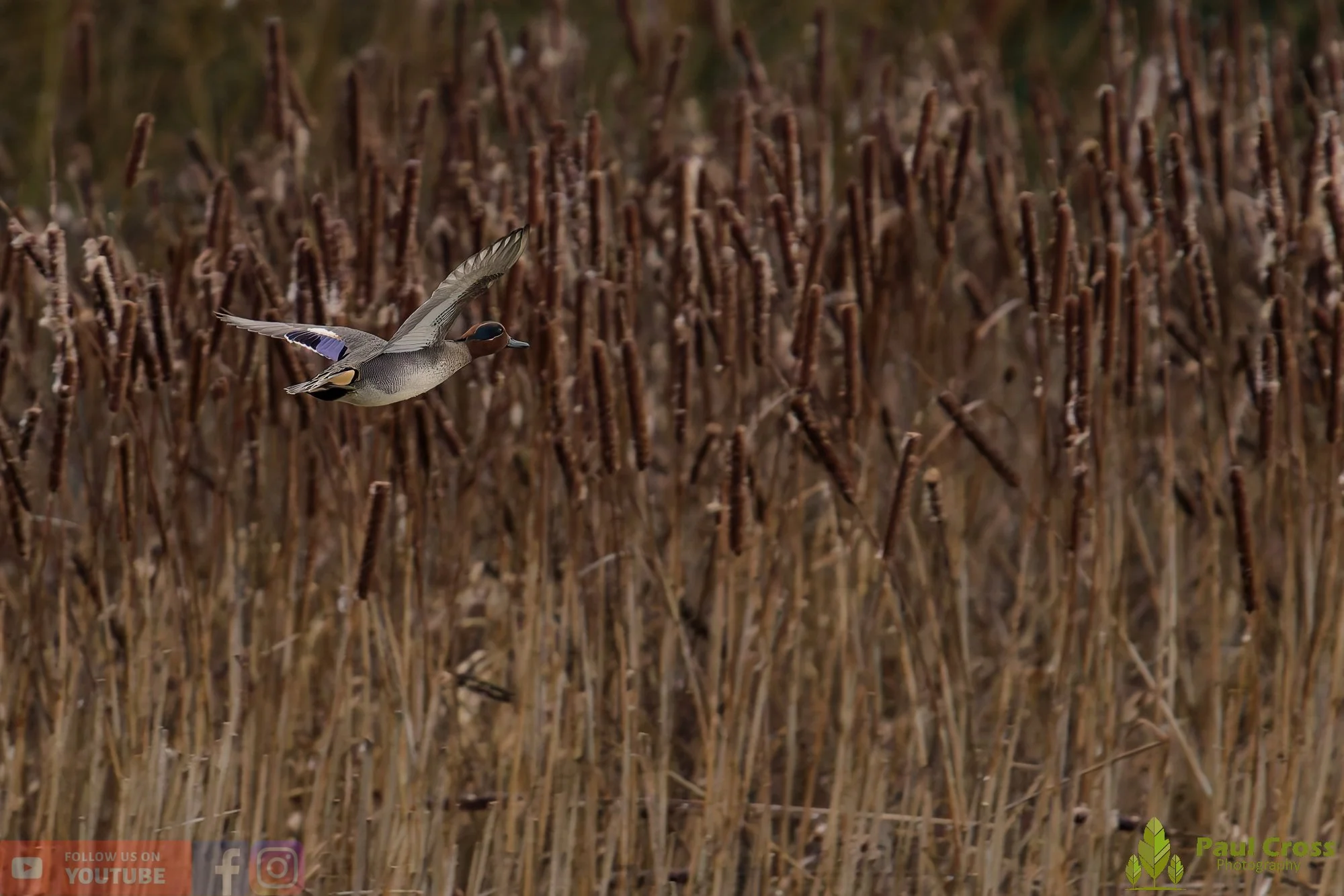 Common Teal-00048.jpg