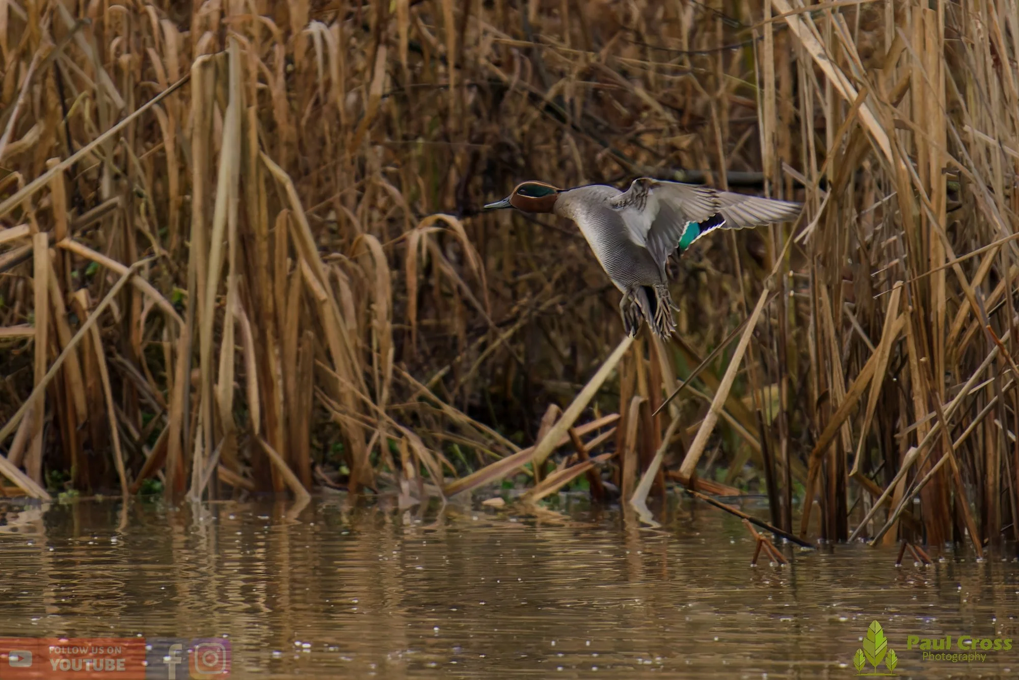 Common Teal-00049.jpg