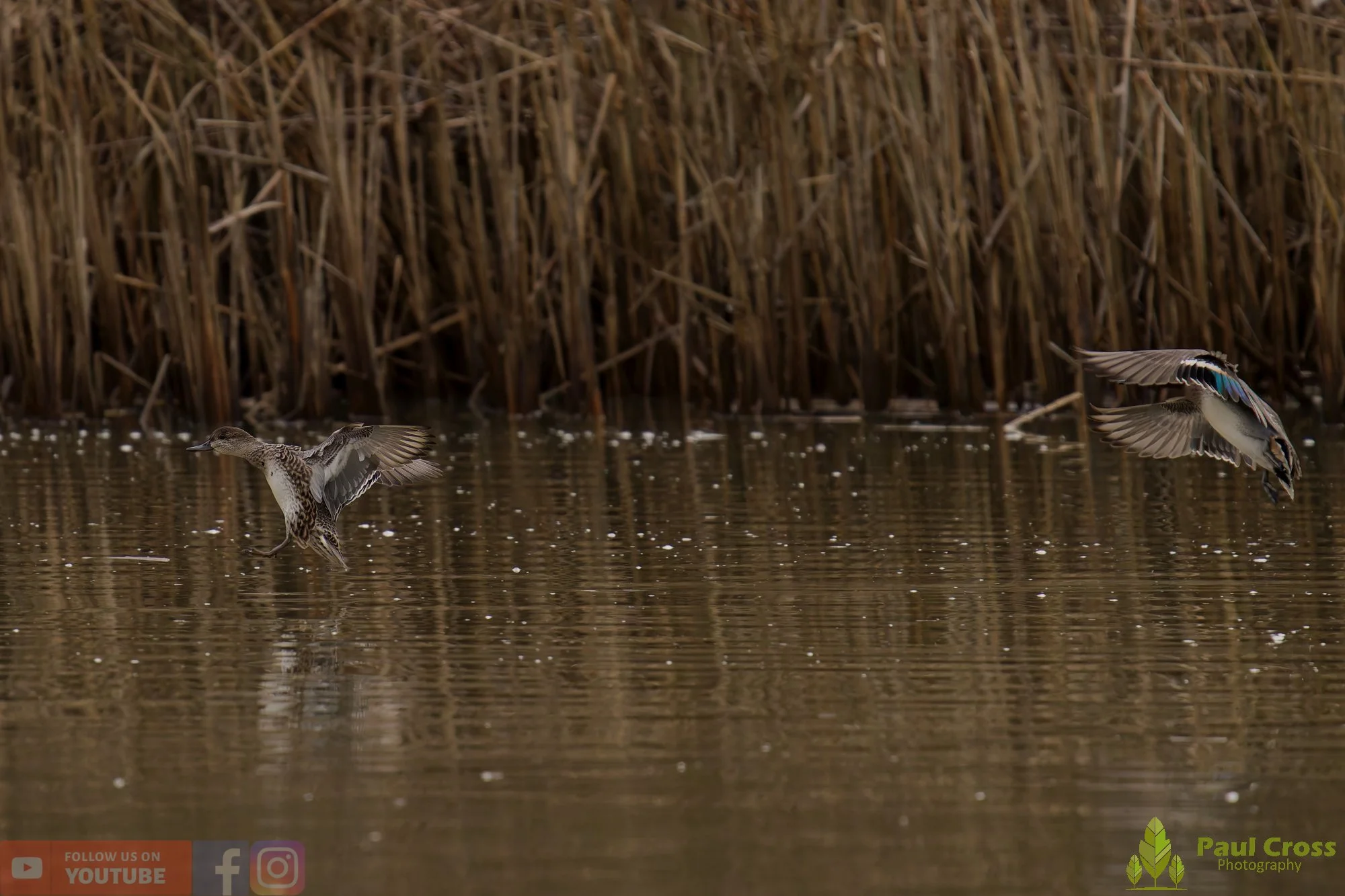 Common Teal-00050.jpg