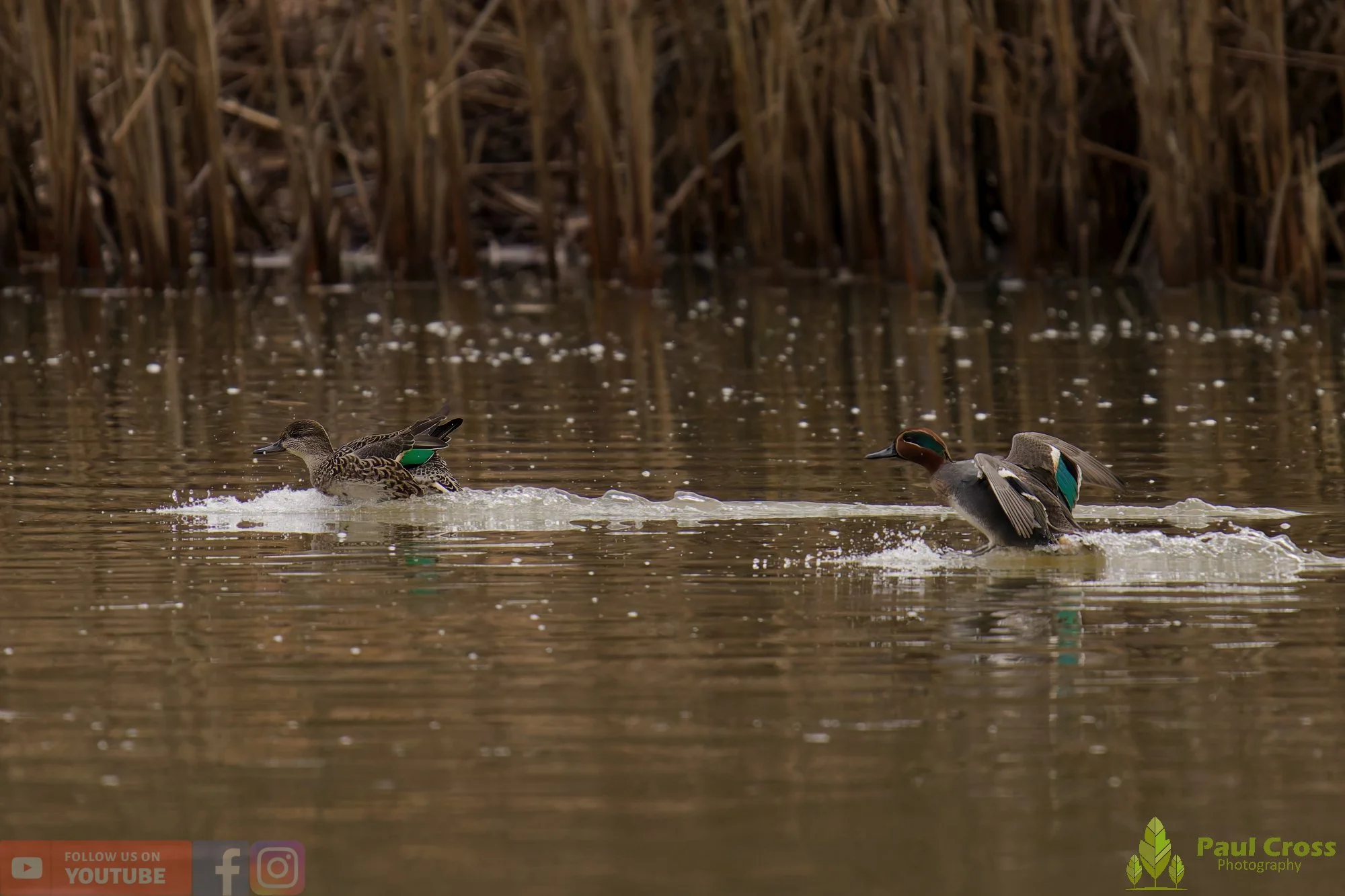 Common Teal-00052.jpg