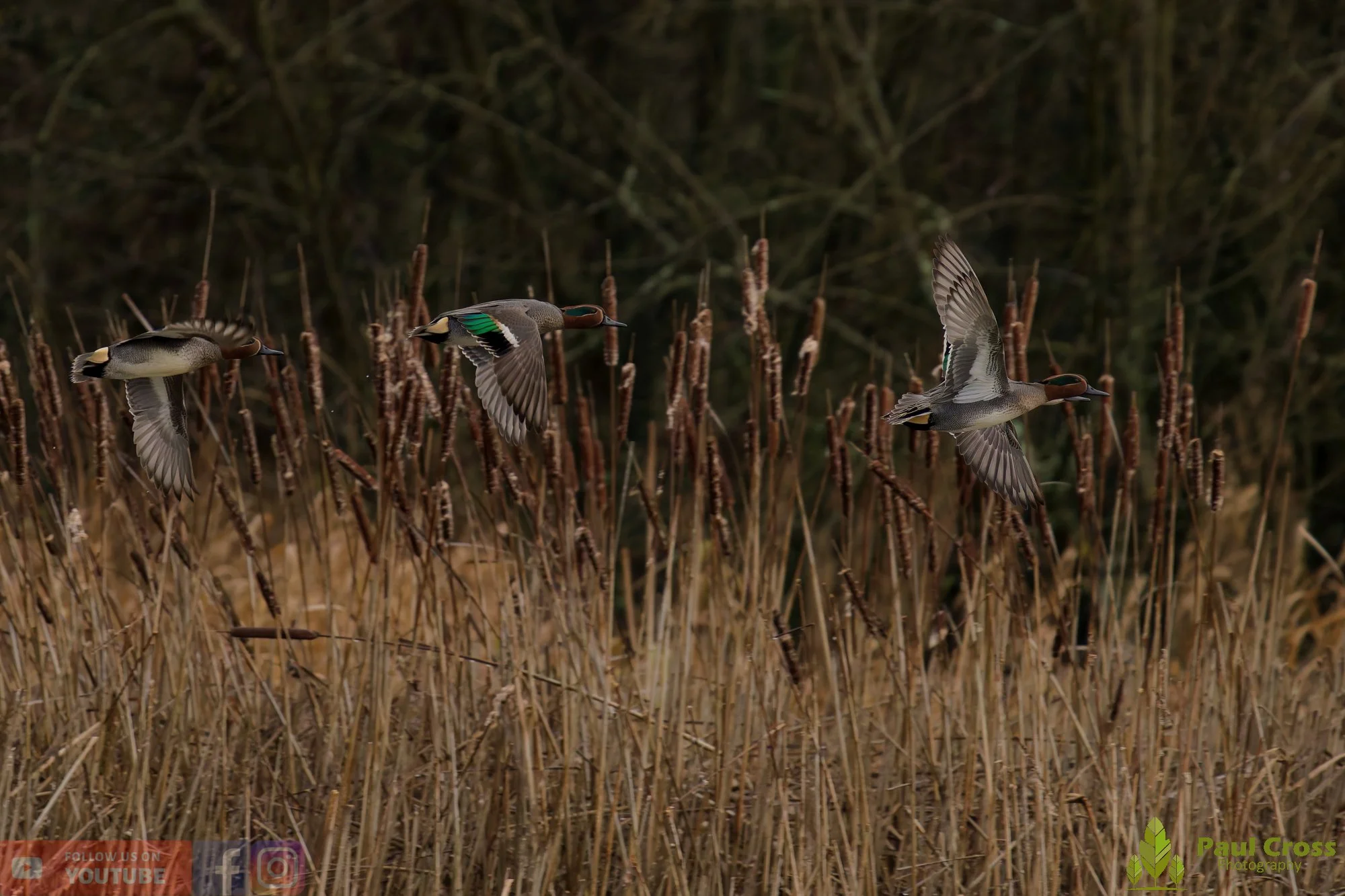 Common Teal-00053.jpg