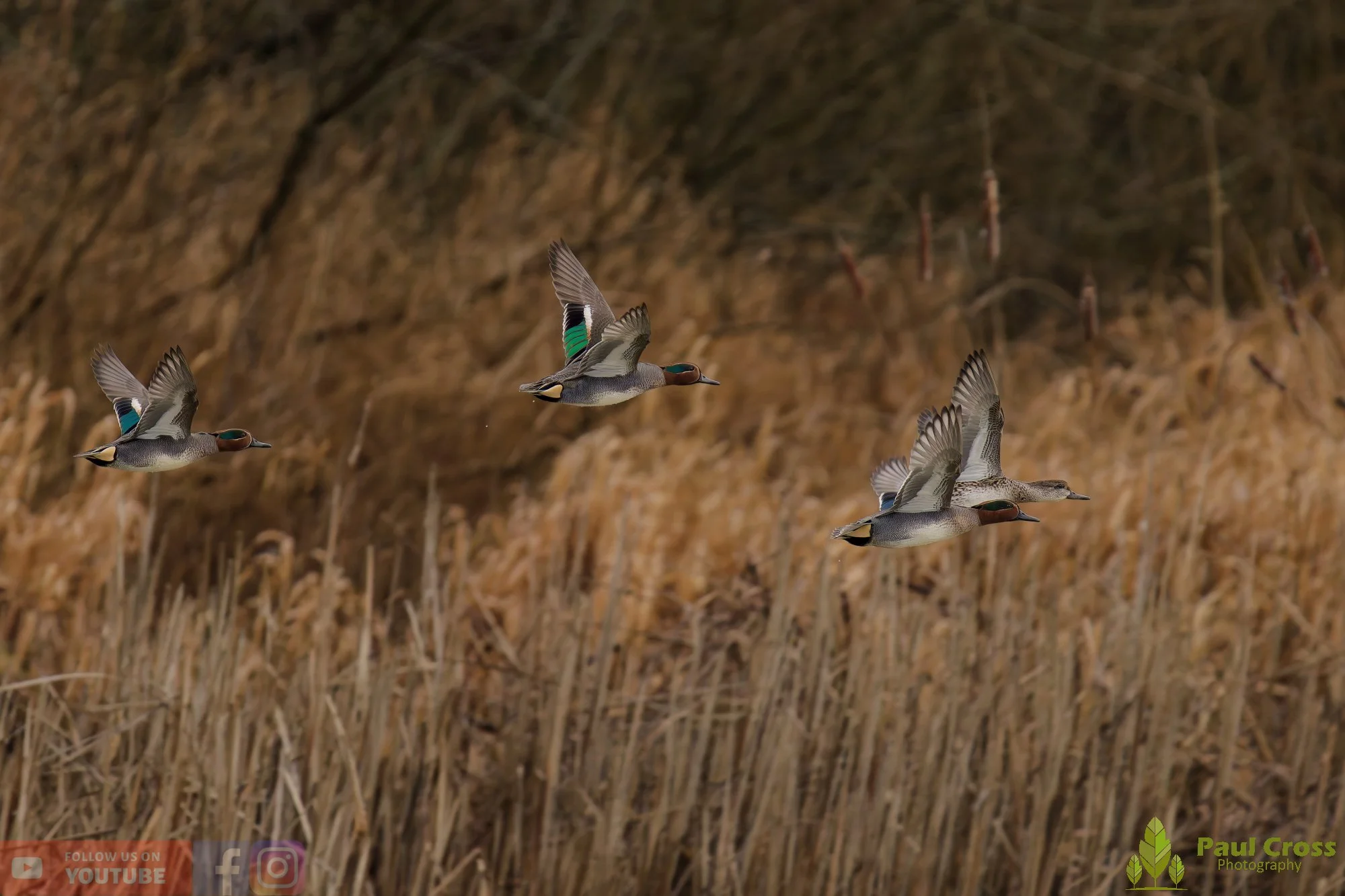Common Teal-00054.jpg
