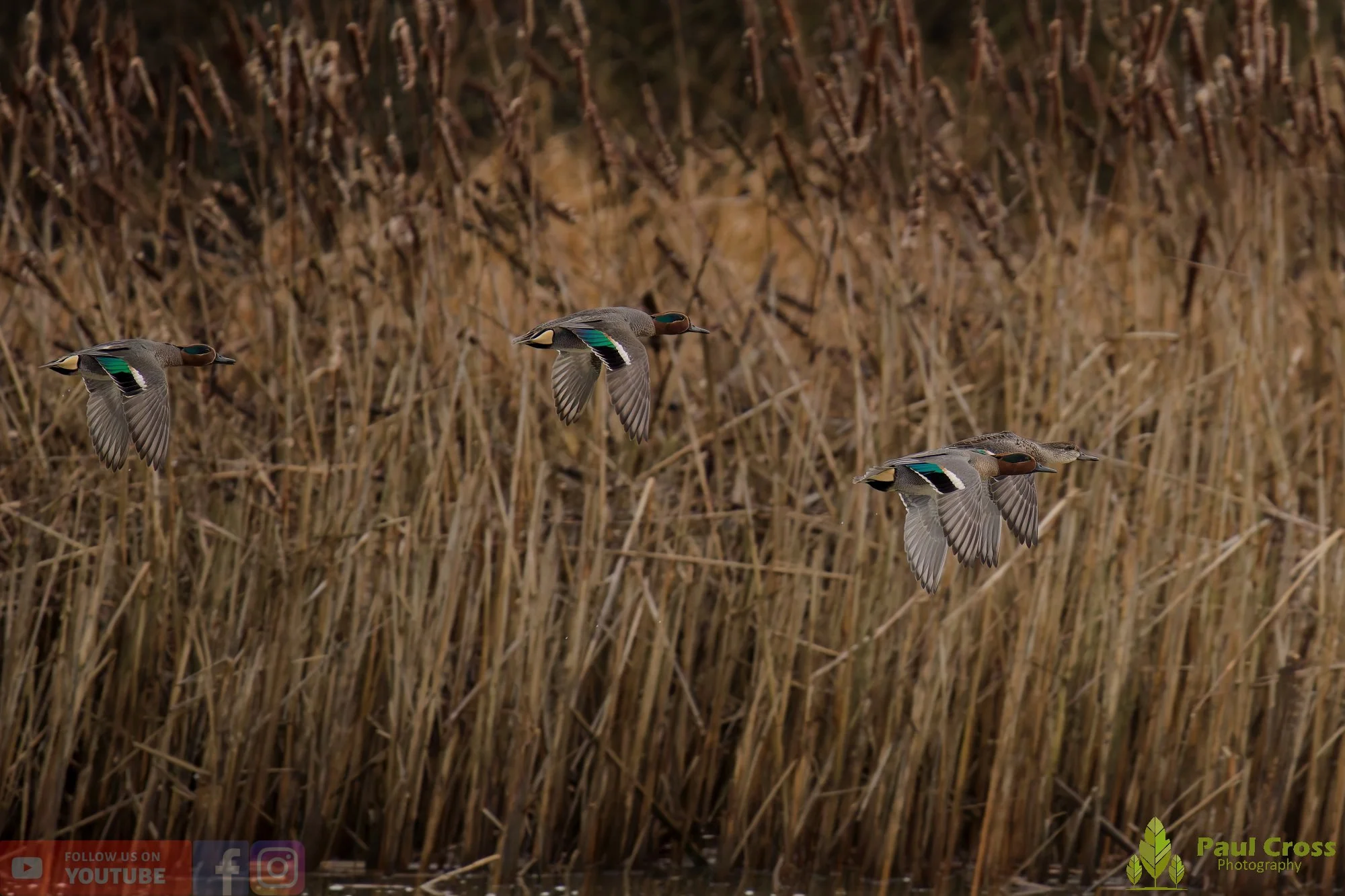 Common Teal-00055.jpg