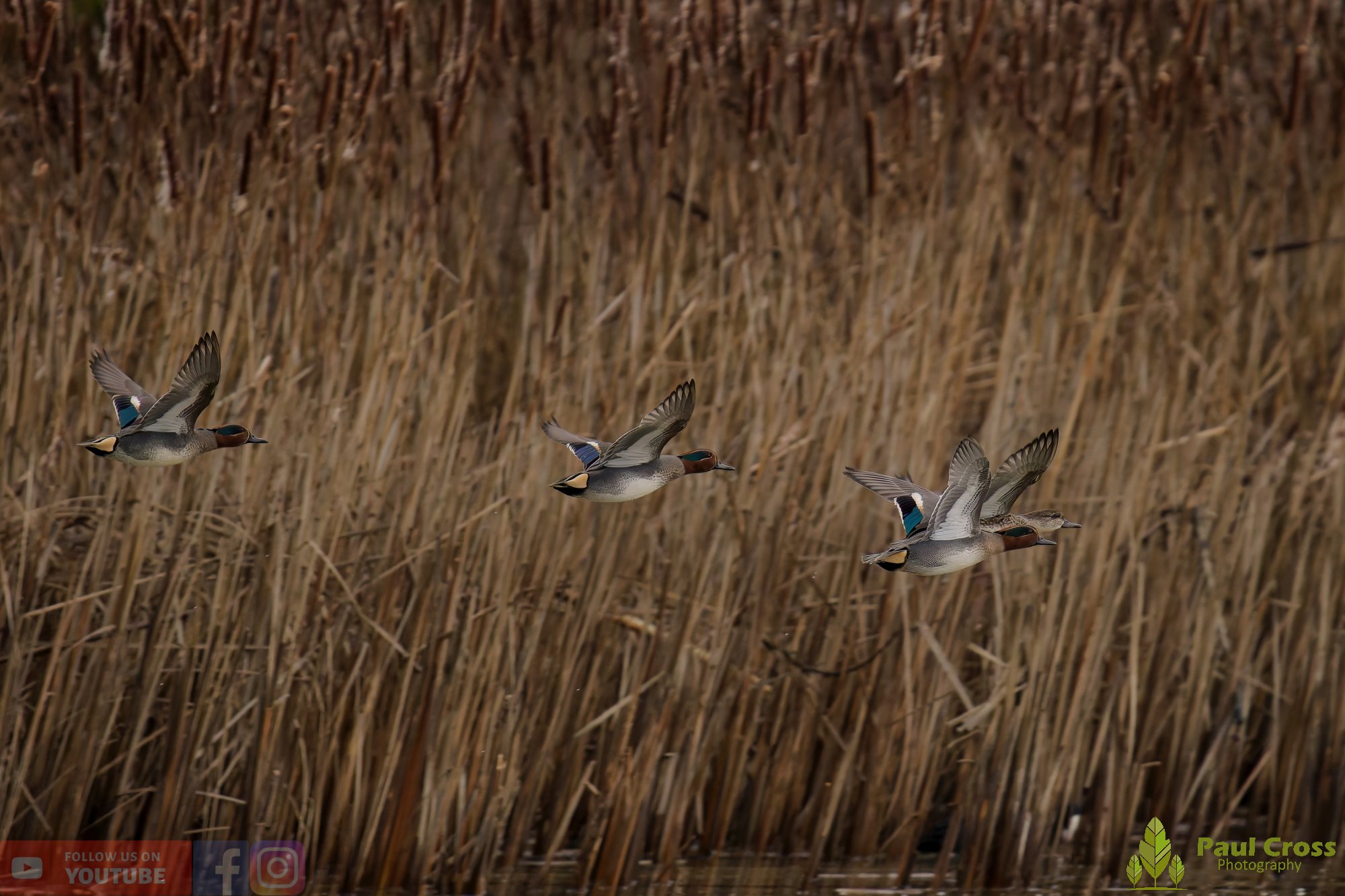 Common Teal-00056.jpg