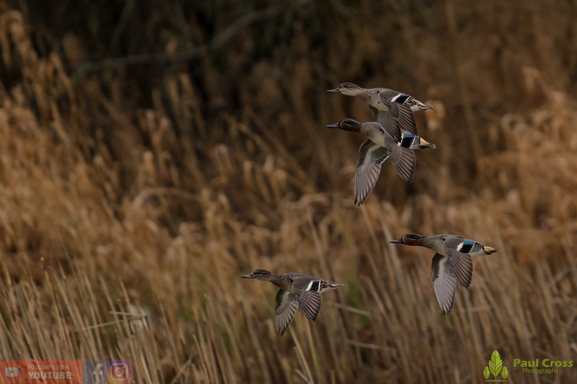 Common Teal-00057.jpg