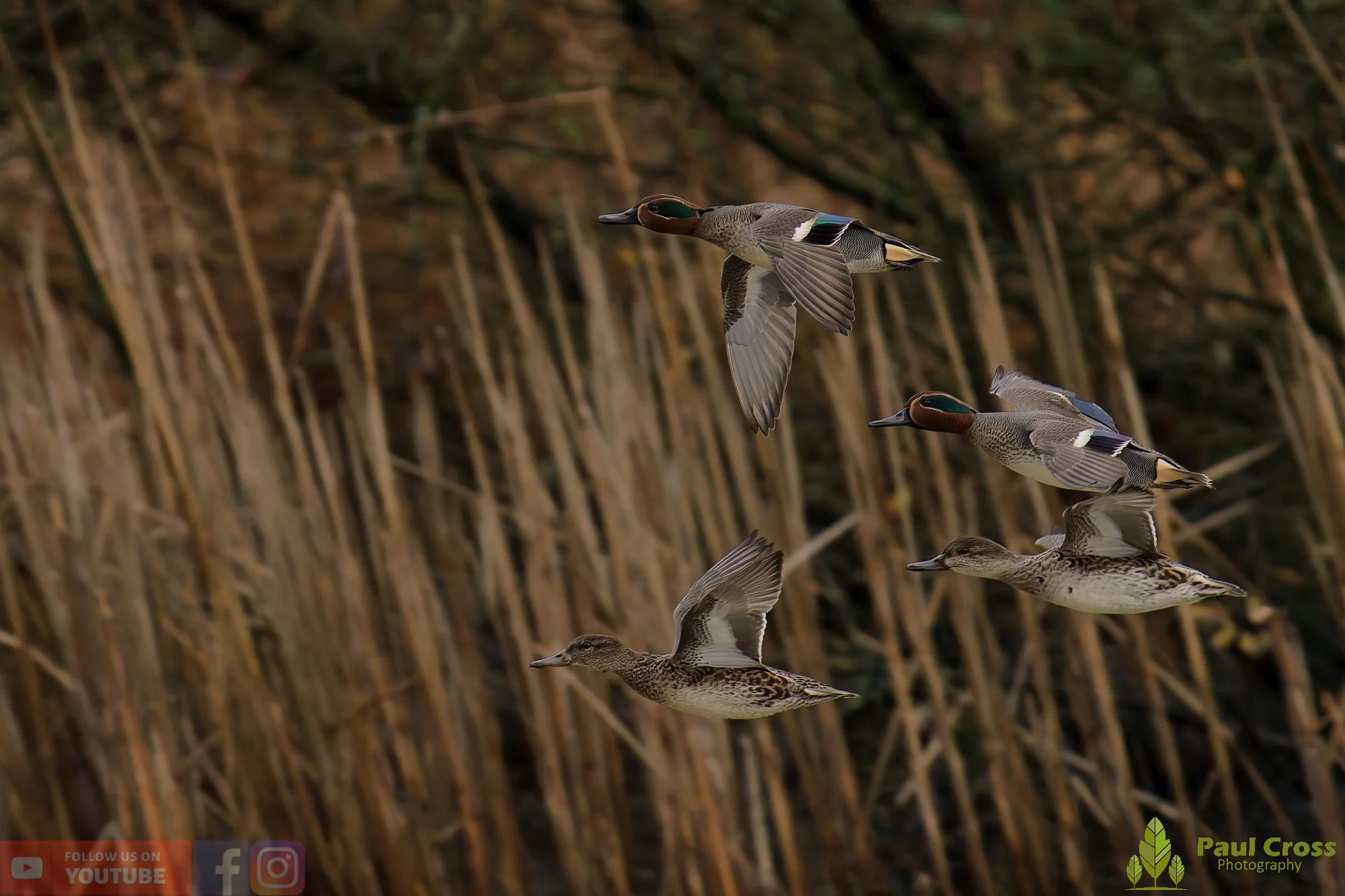 Common Teal-00058.jpg