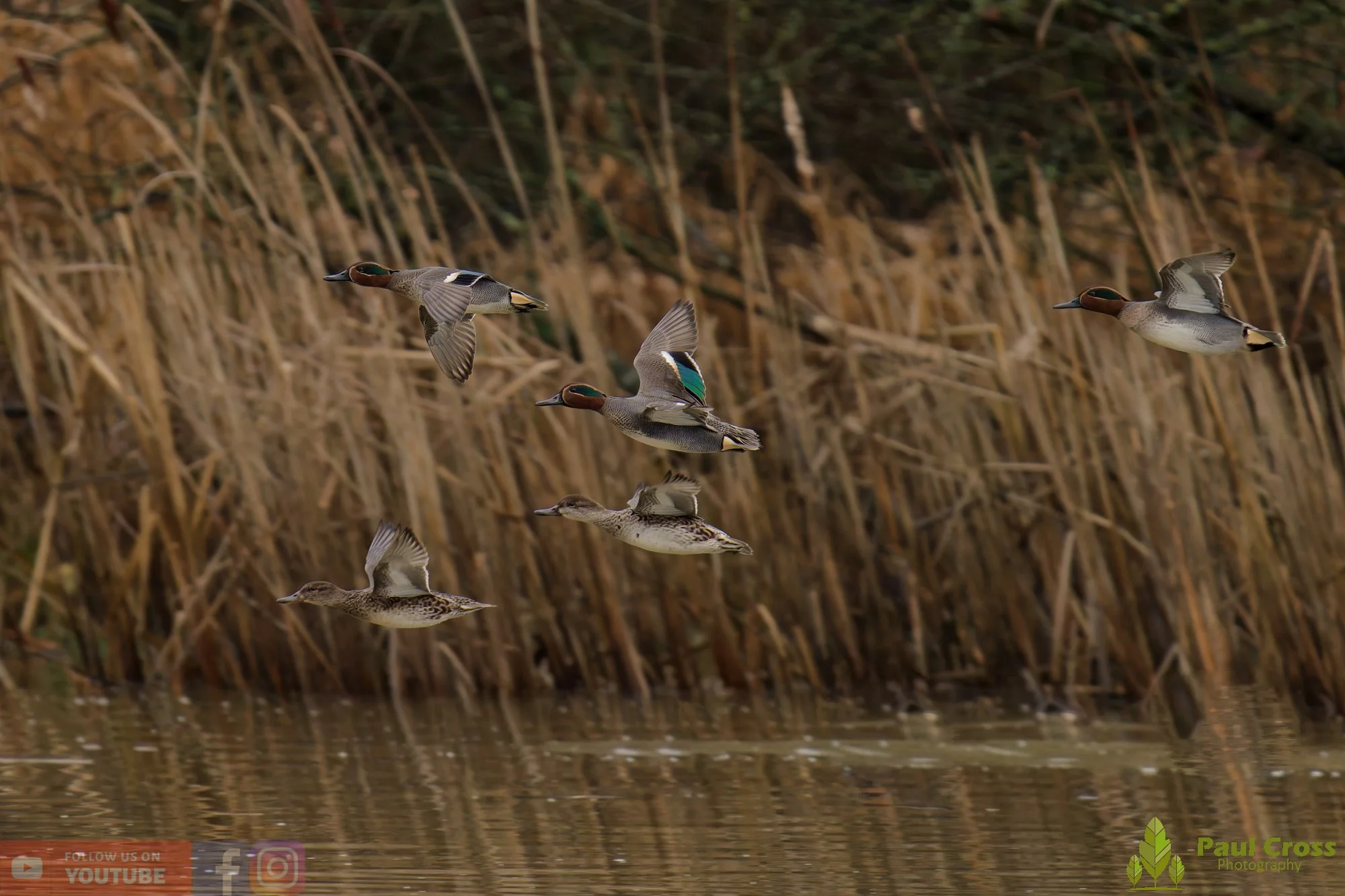 Common Teal-00059.jpg