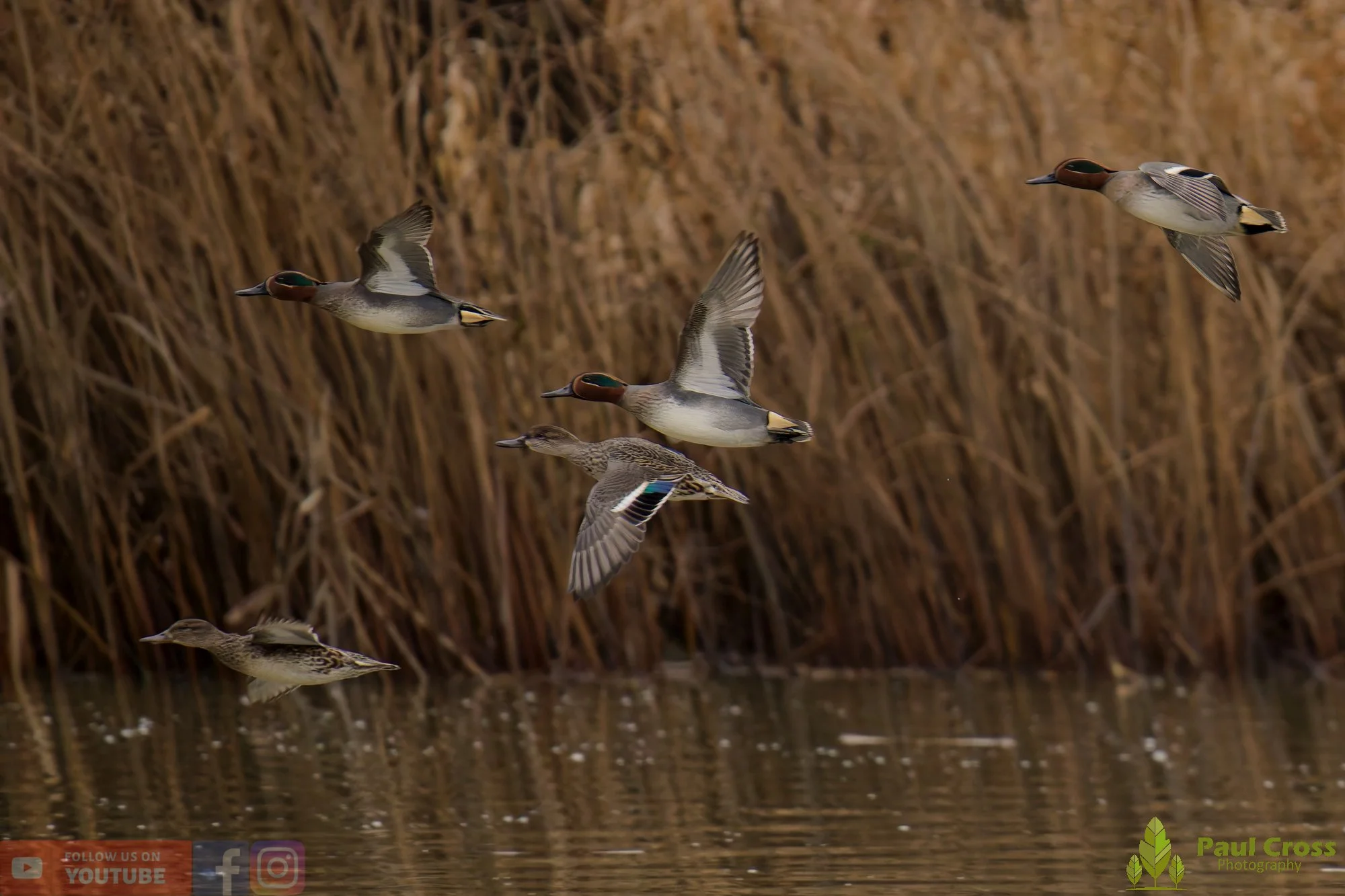 Common Teal-00060.jpg