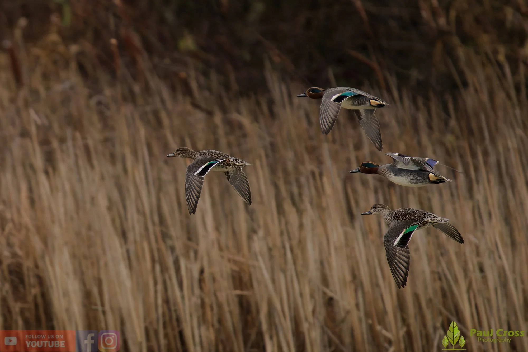 Common Teal-00062.jpg