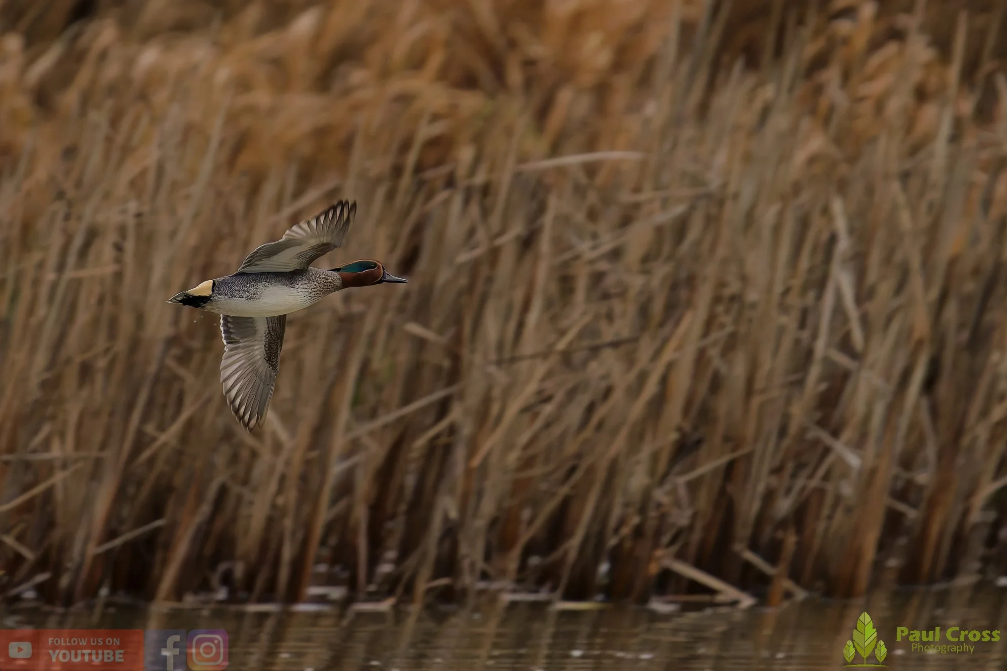 Common Teal-00063.jpg