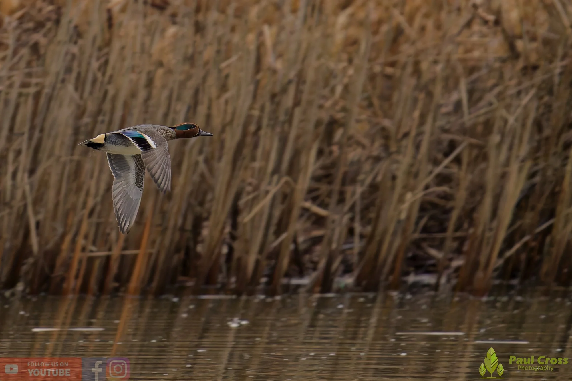 Common Teal-00064.jpg