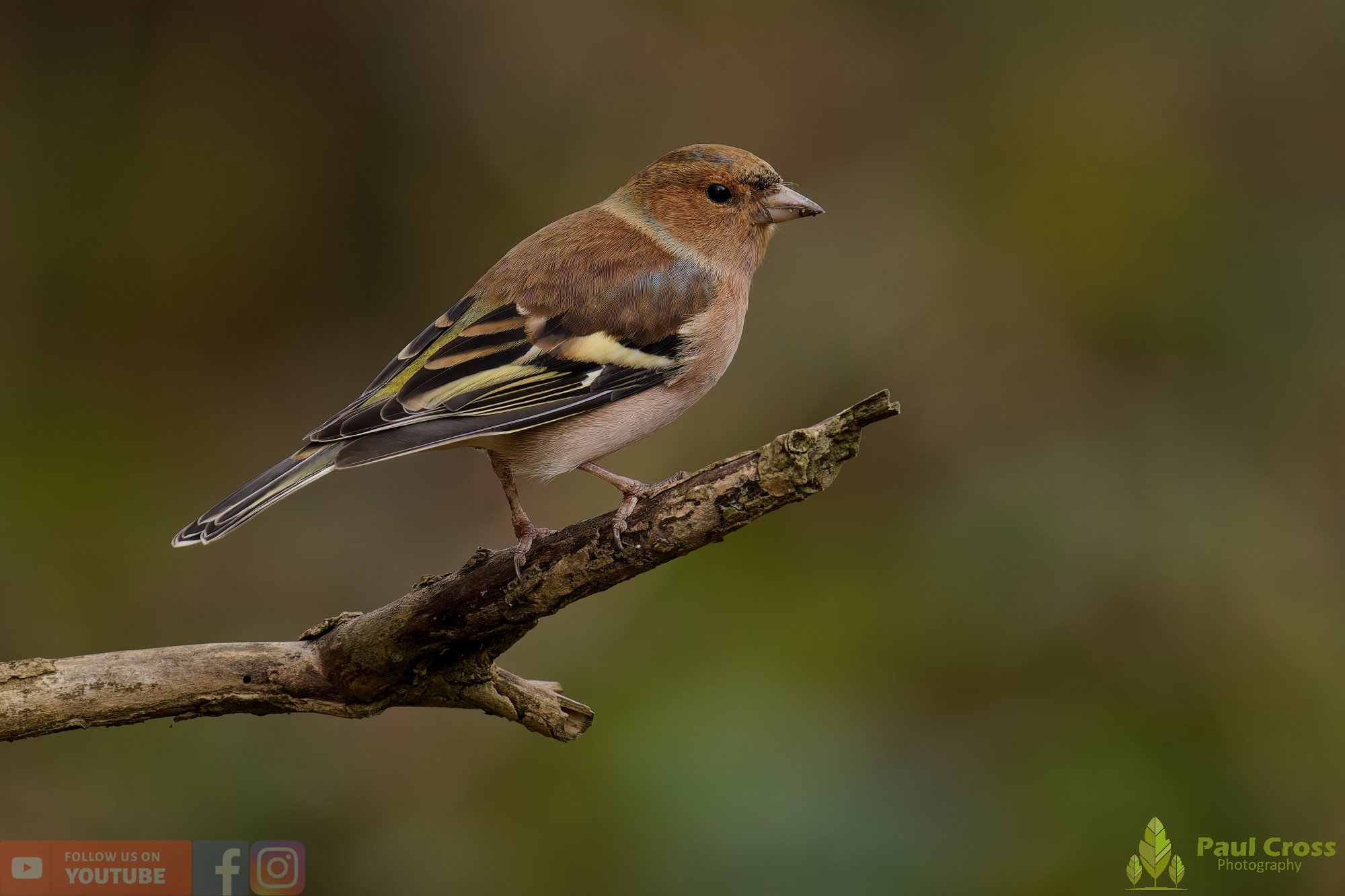 Chaffinch-00100.jpg