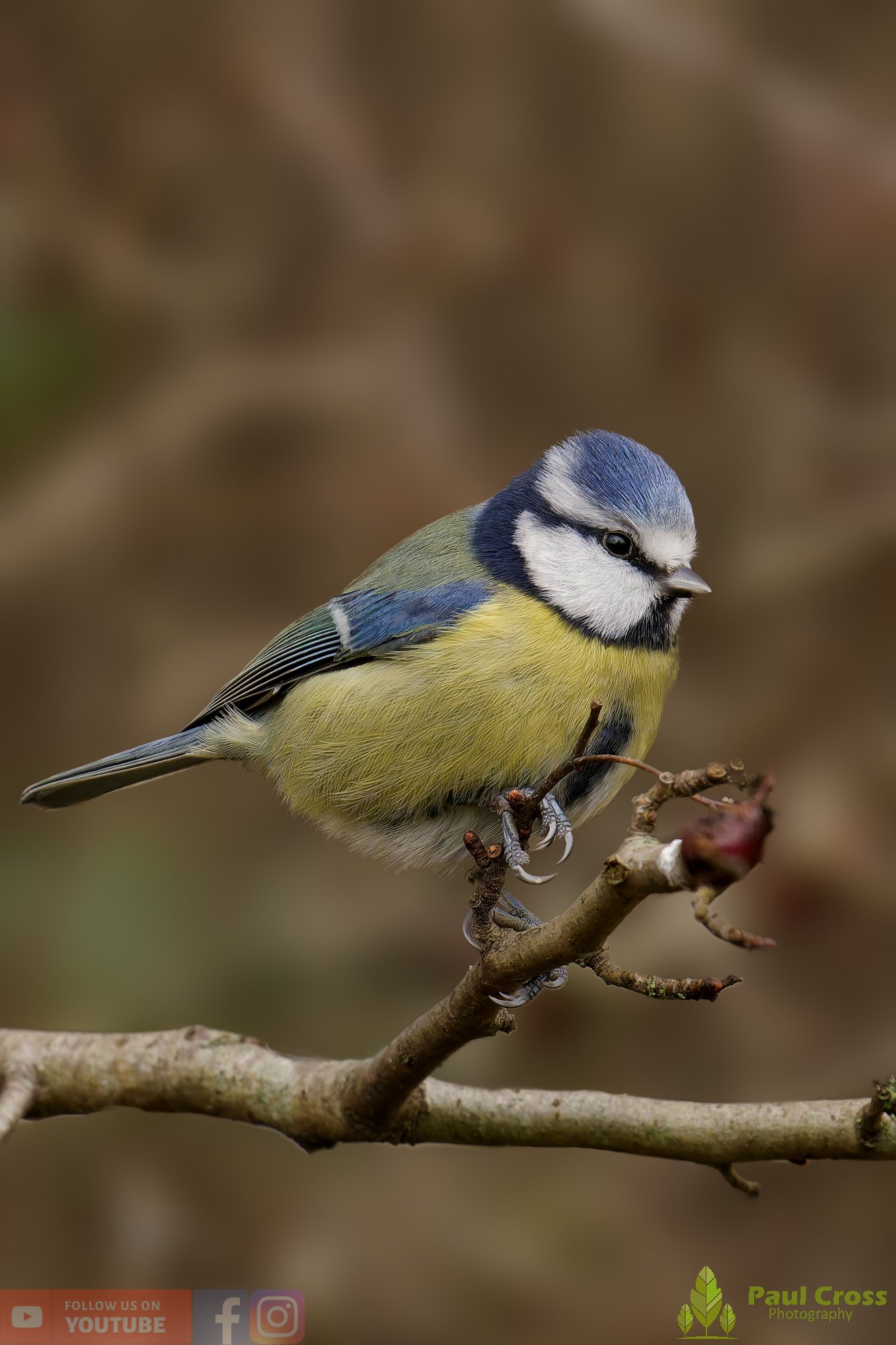 Blue Tit-01048.jpg
