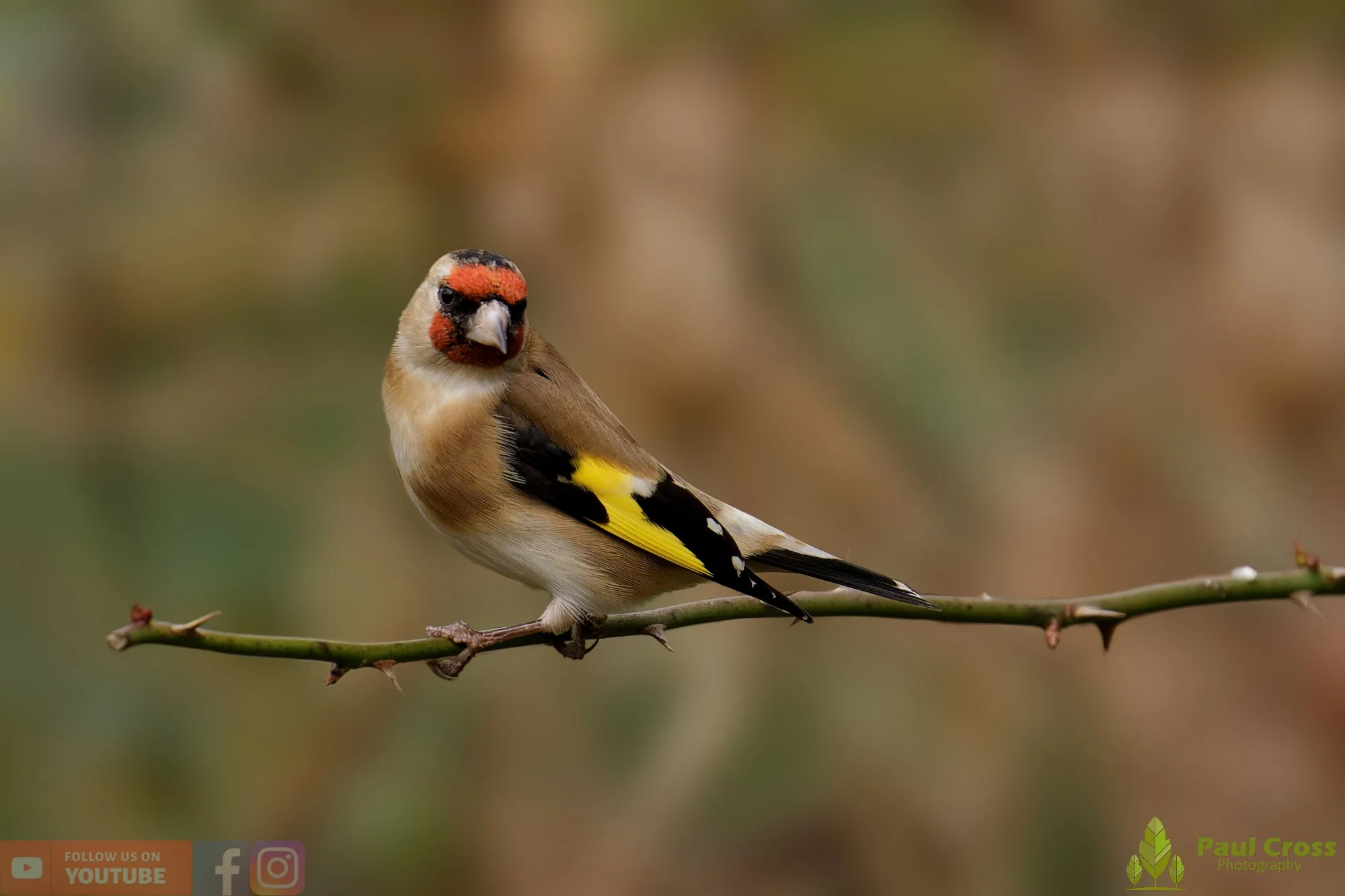 Goldfinch-00275.jpg