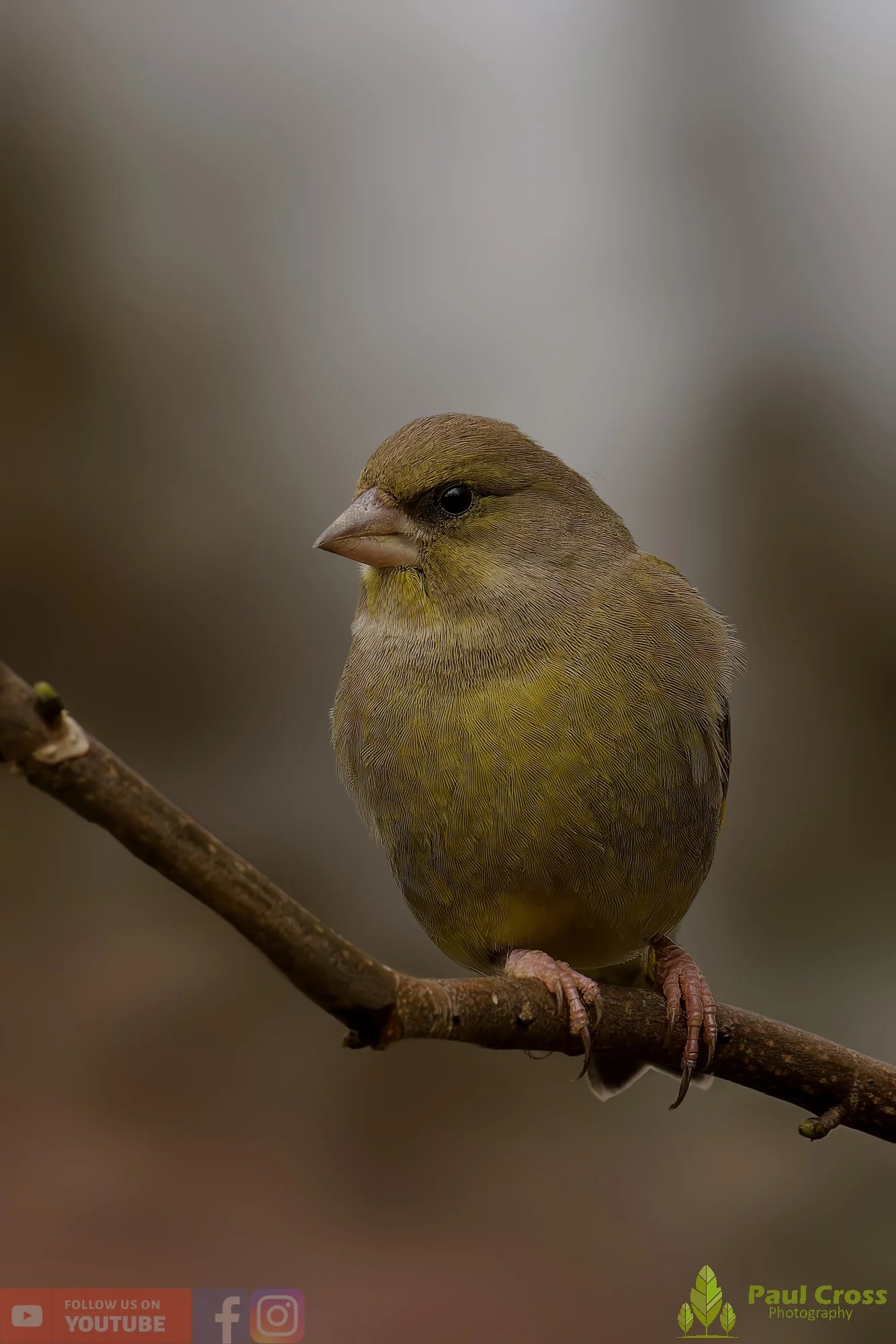 Greenfinch-00106.jpg