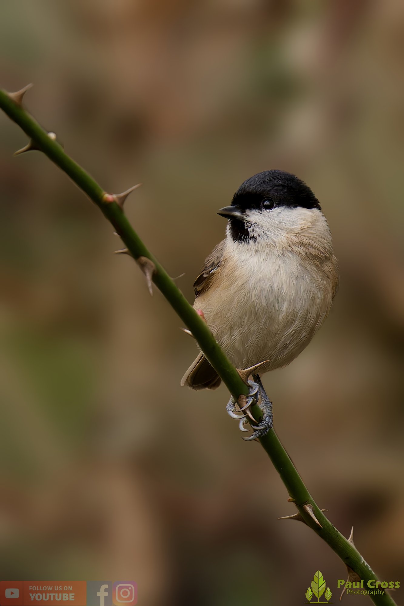 Marsh Tit-00057.jpg