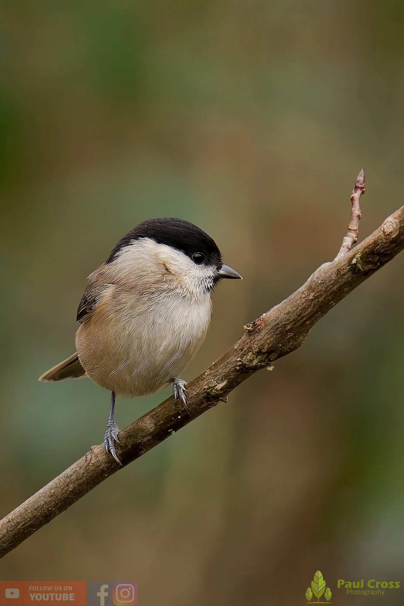 Marsh Tit-00060.jpg