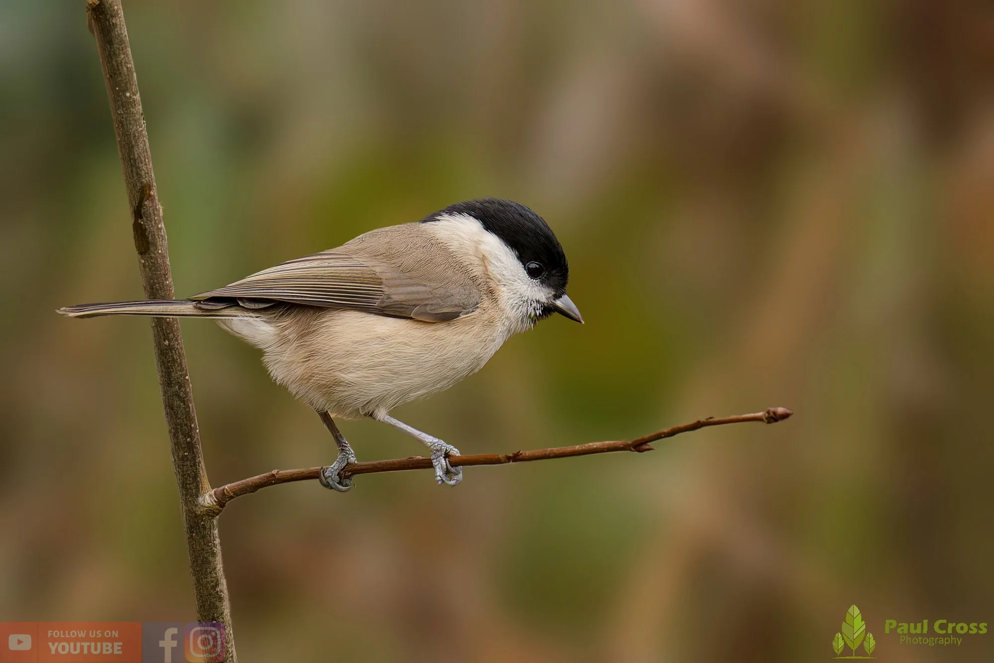 Marsh Tit-00061.jpg