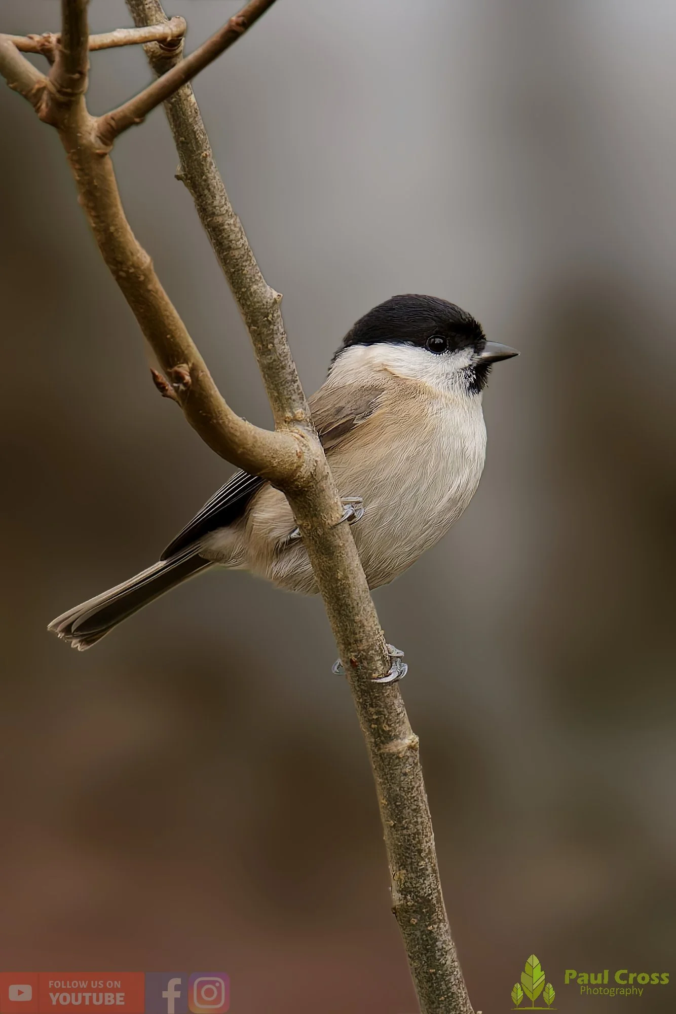 Marsh Tit-00062.jpg