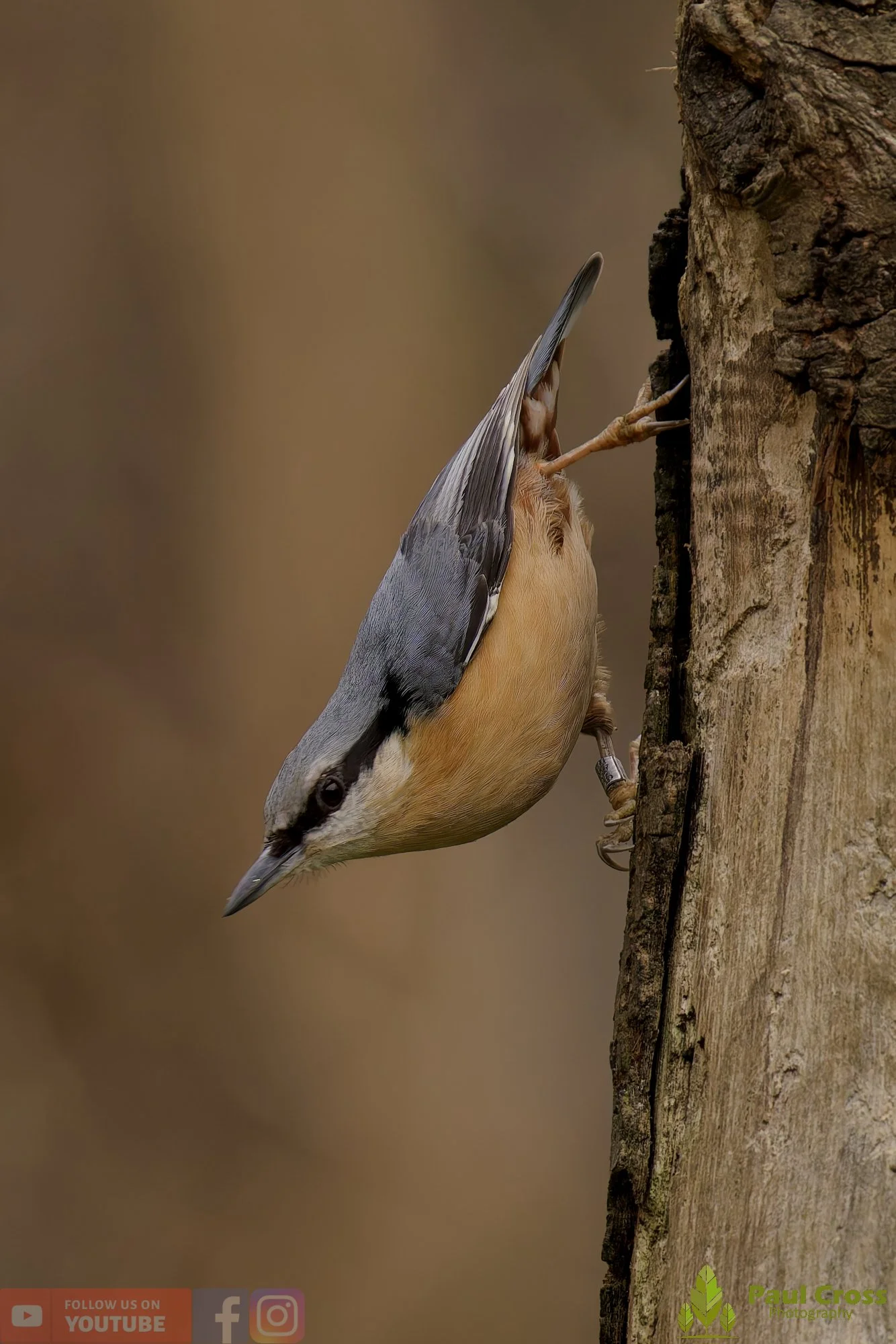 Nuthatch-00258.jpg
