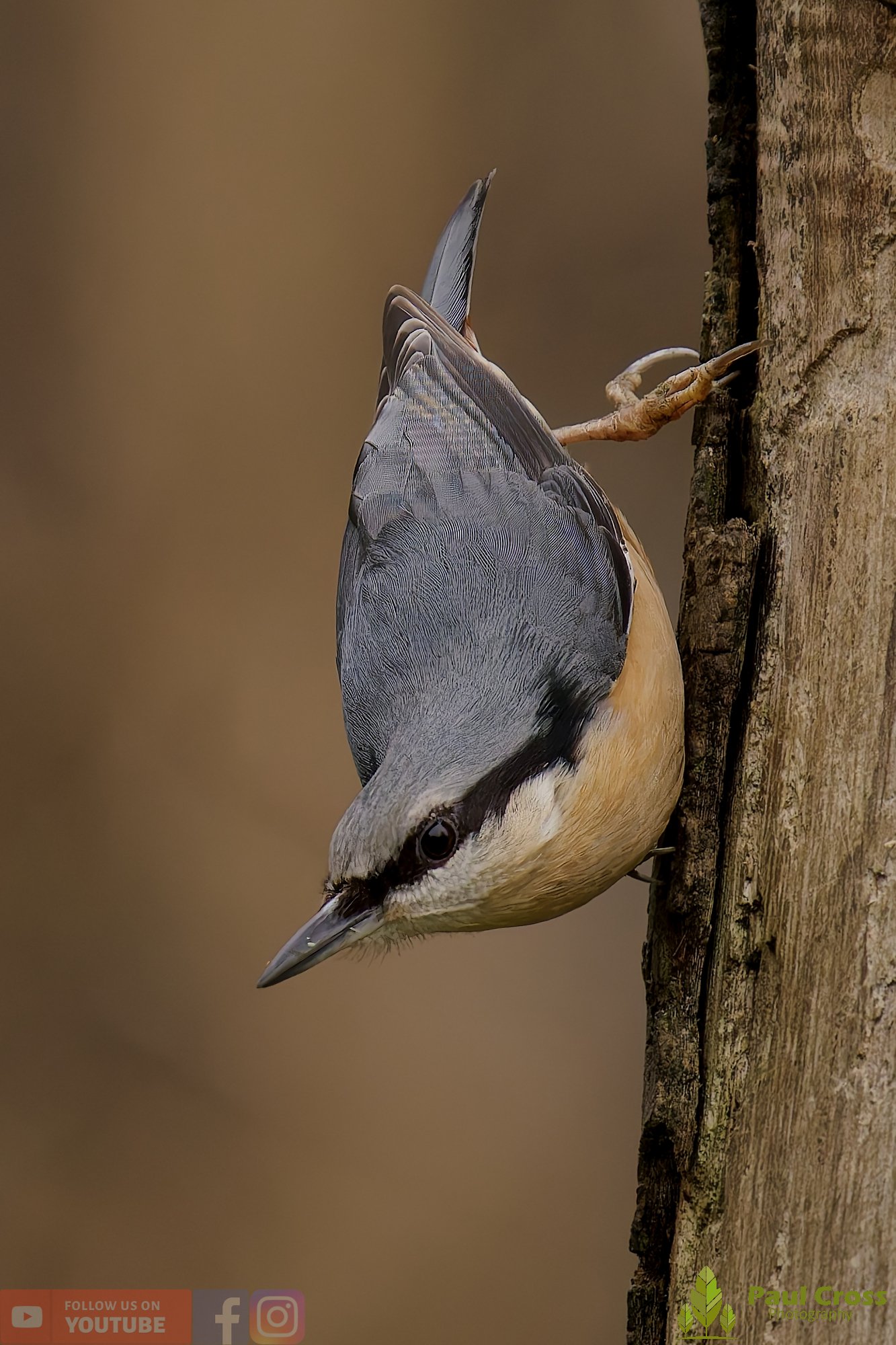 Nuthatch-00259.jpg