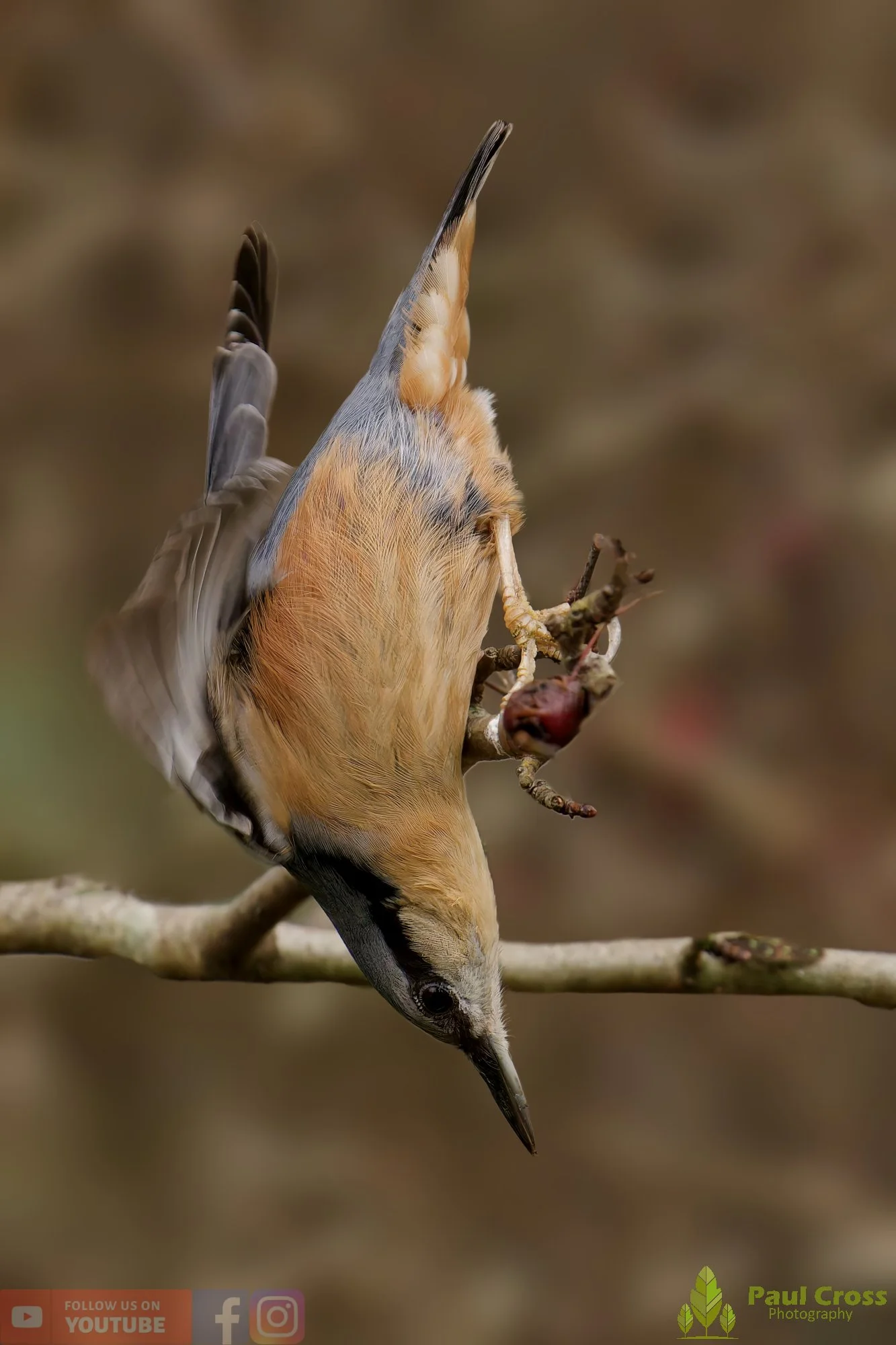 Nuthatch-00260.jpg