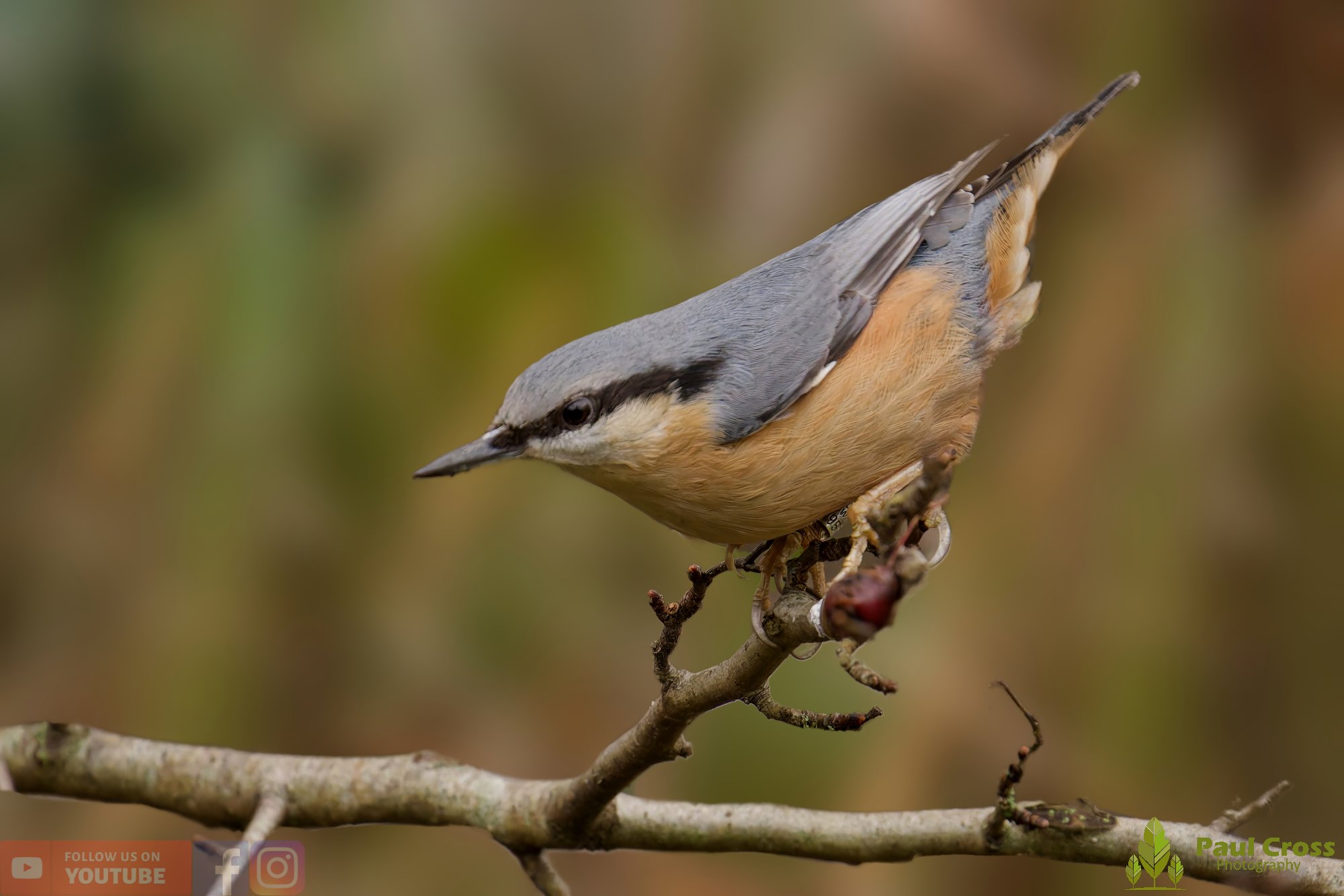 Nuthatch-00261.jpg