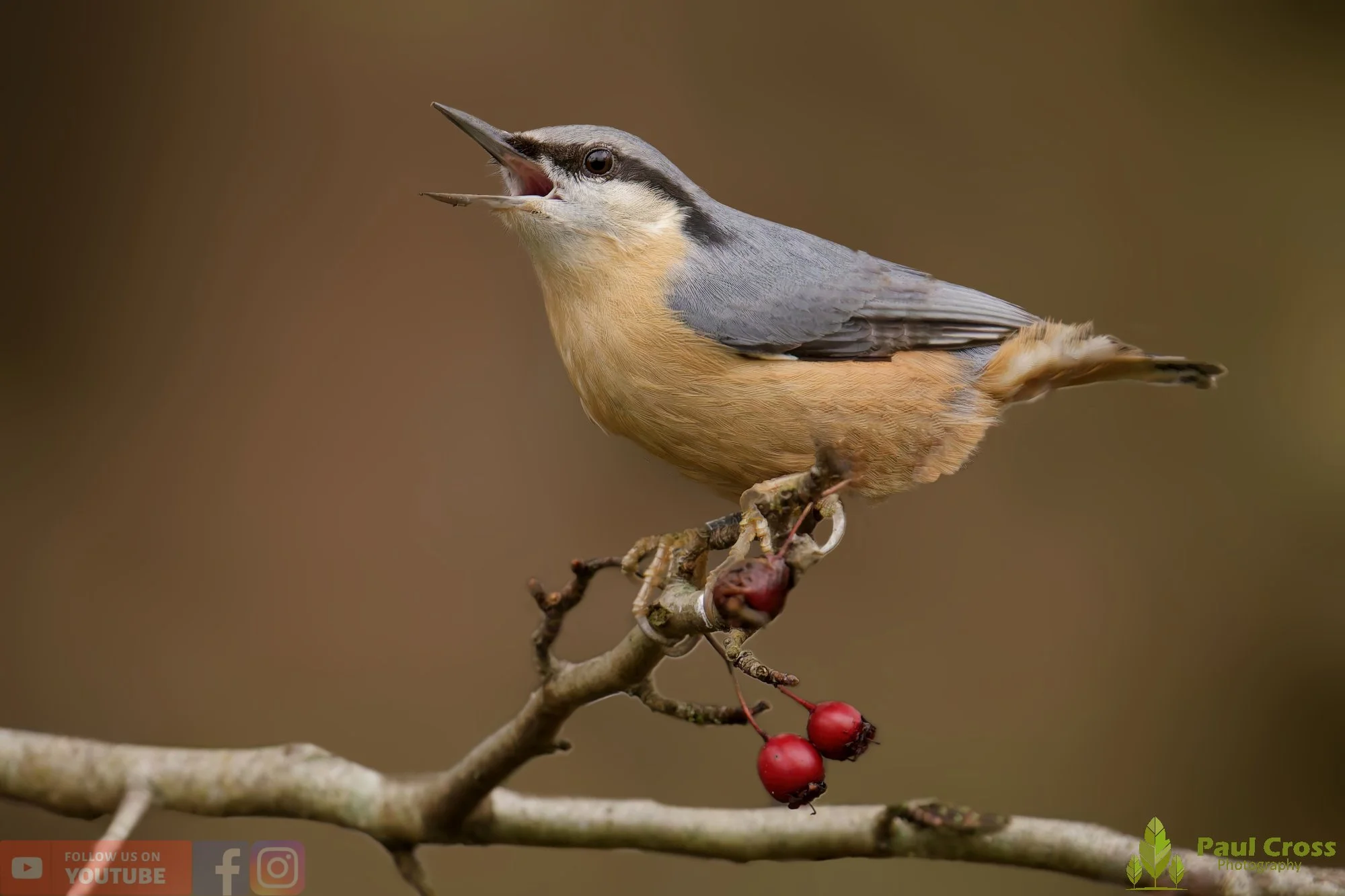 Nuthatch-00262.jpg