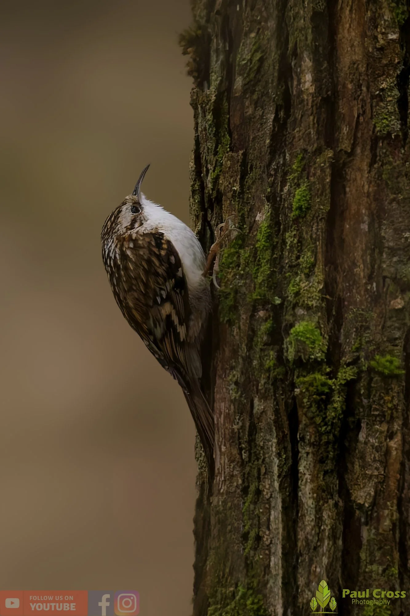 Treecreeper-00076.jpg