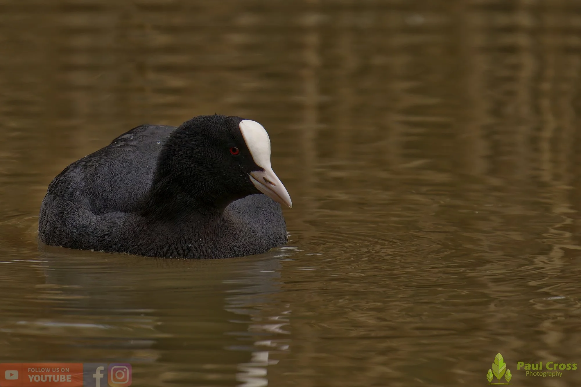 Coot-00574.jpg