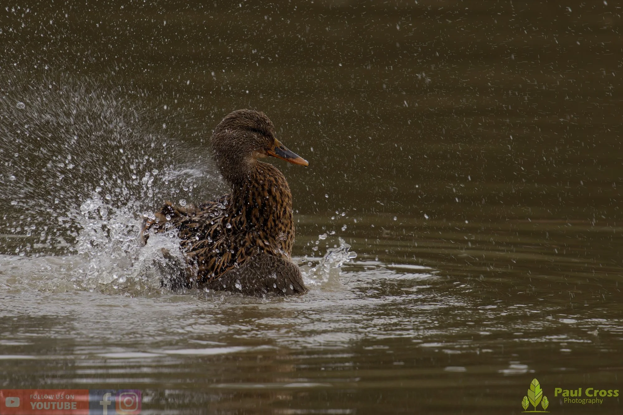 Mallard Duck-01194.jpg