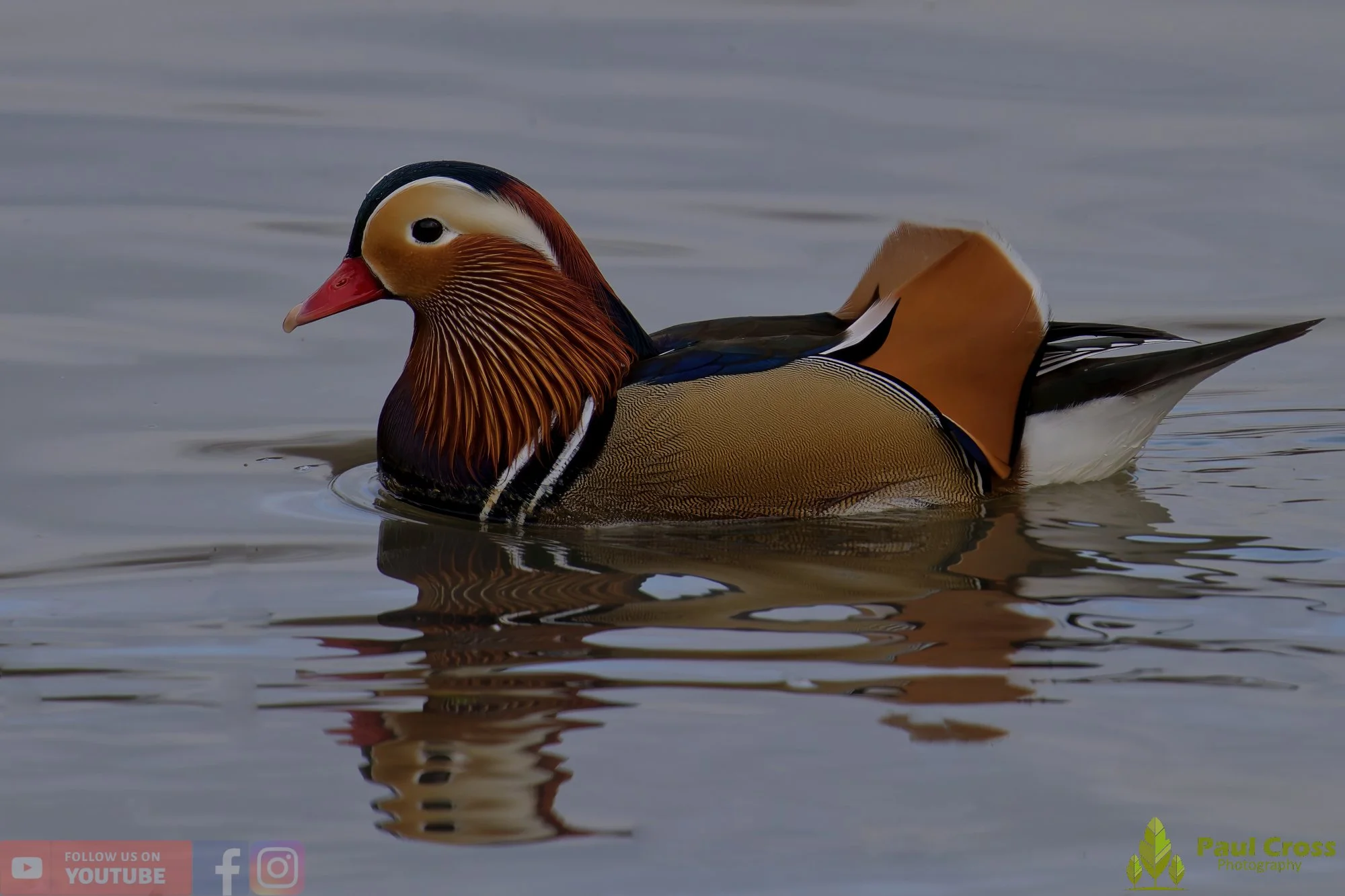 Mandarin Duck-00108.jpg